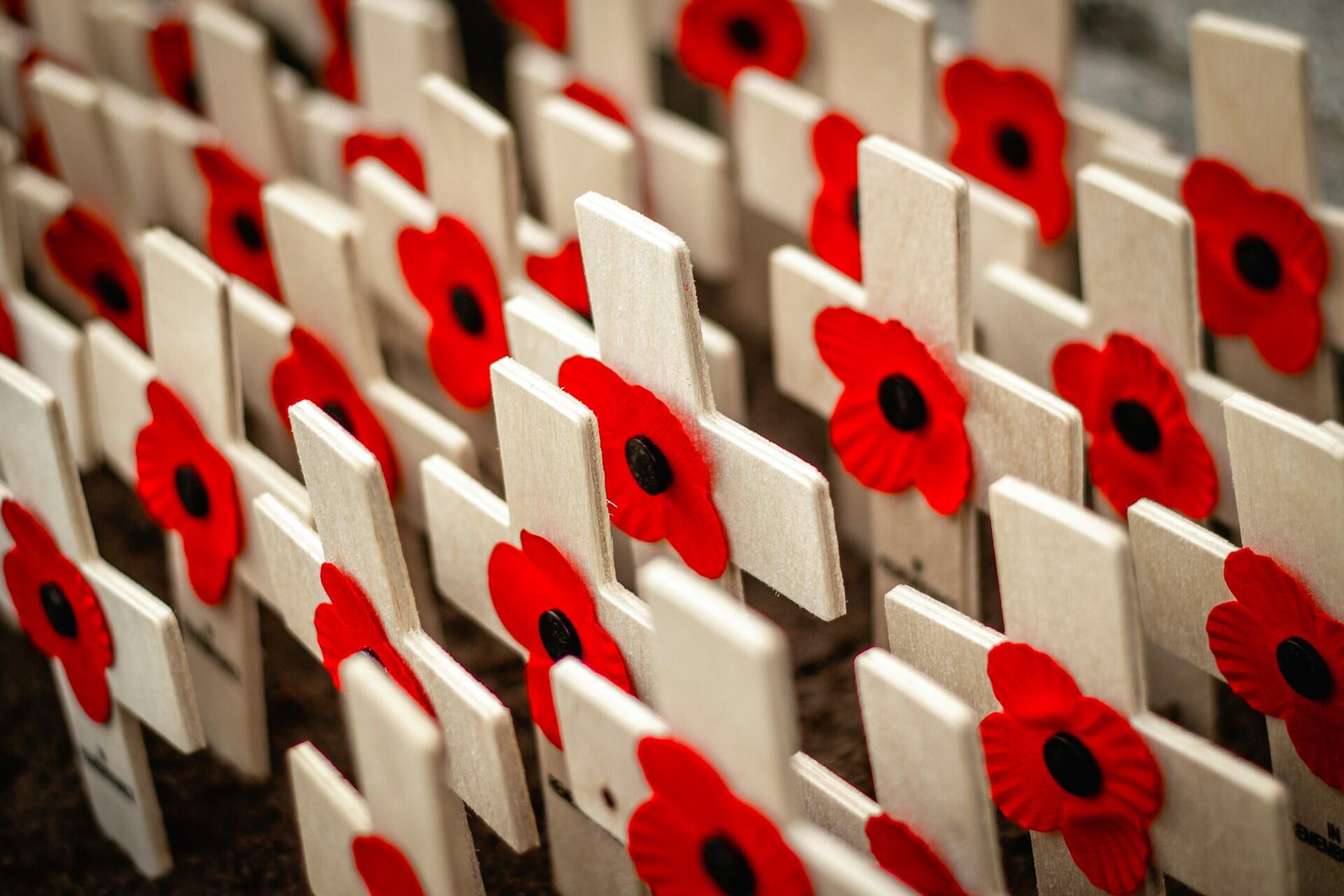 Poppies for Remembrance Day and Anzac Day.