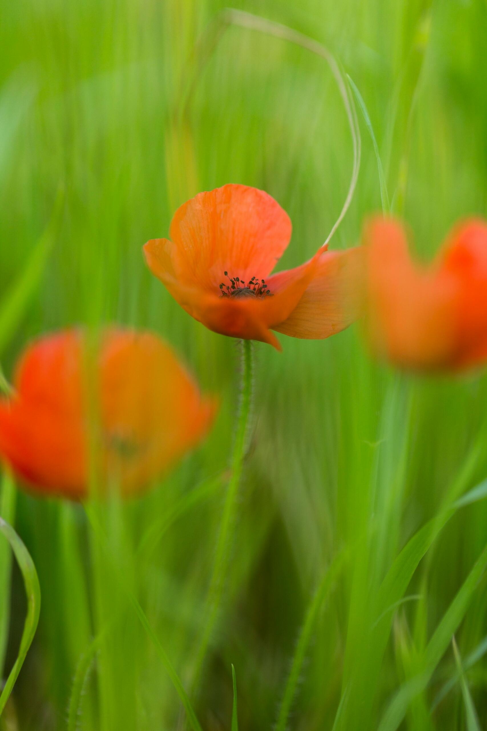 Poppies in a field.