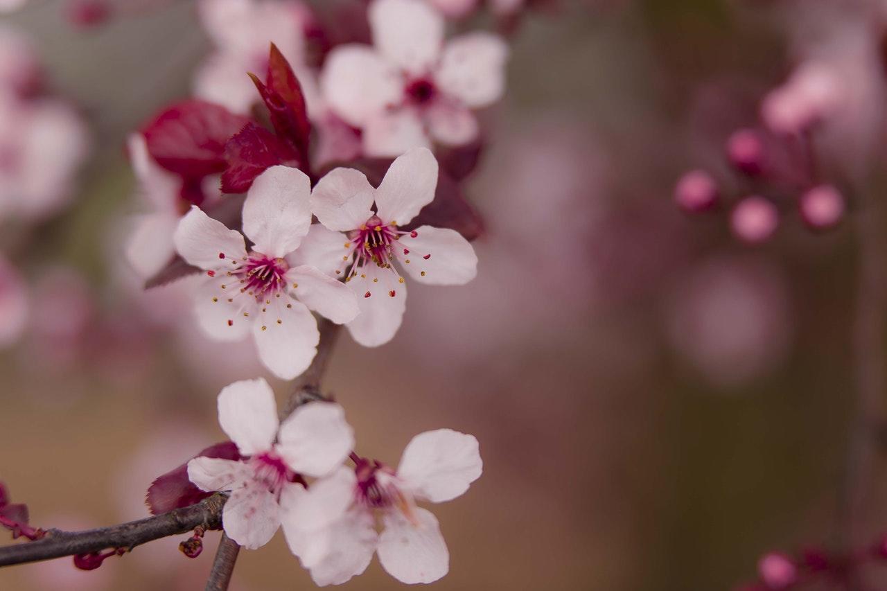 The cherry blossom in Japan is a big tourist attraction