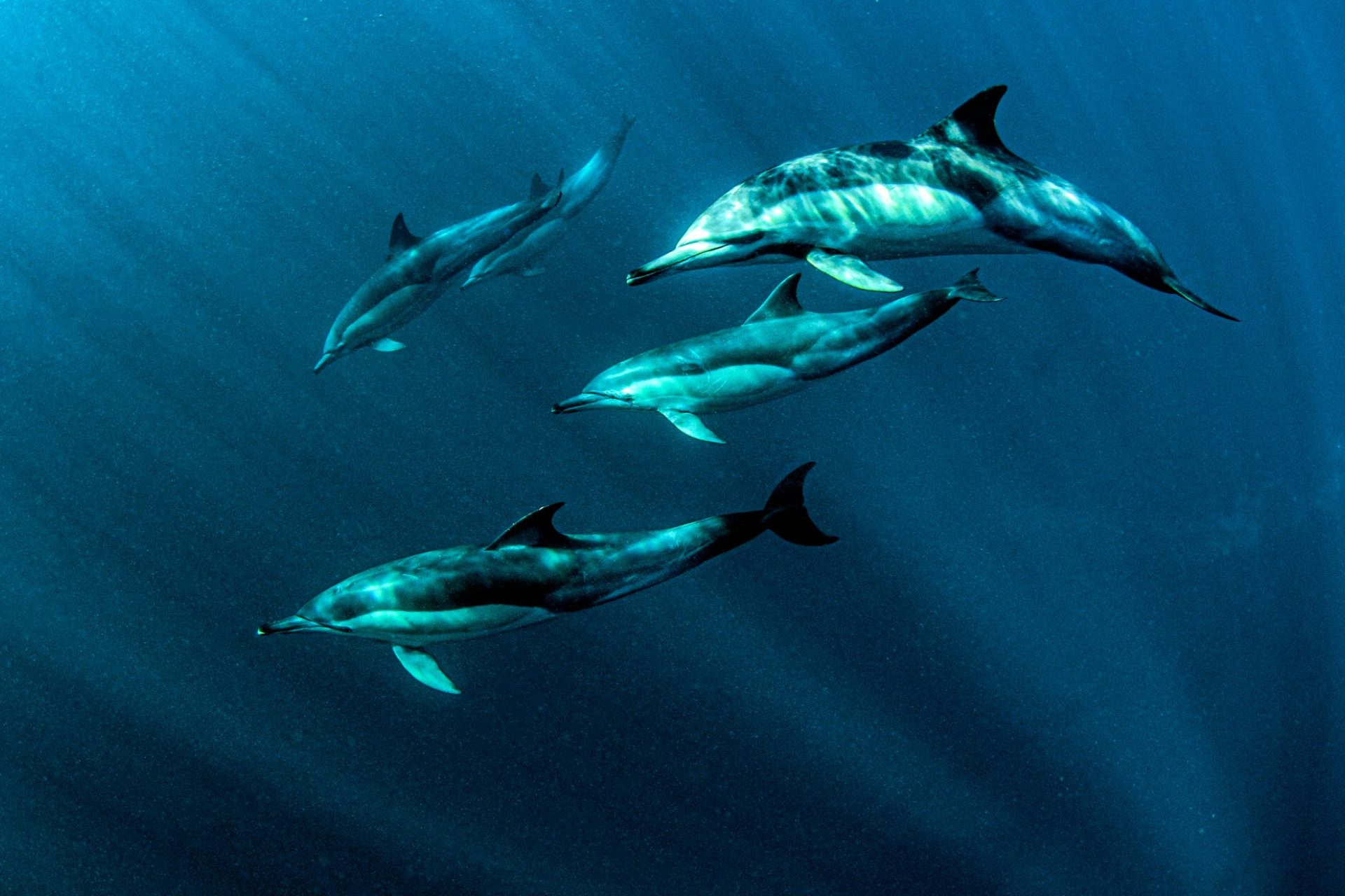 Three dolphins swimming underwater.