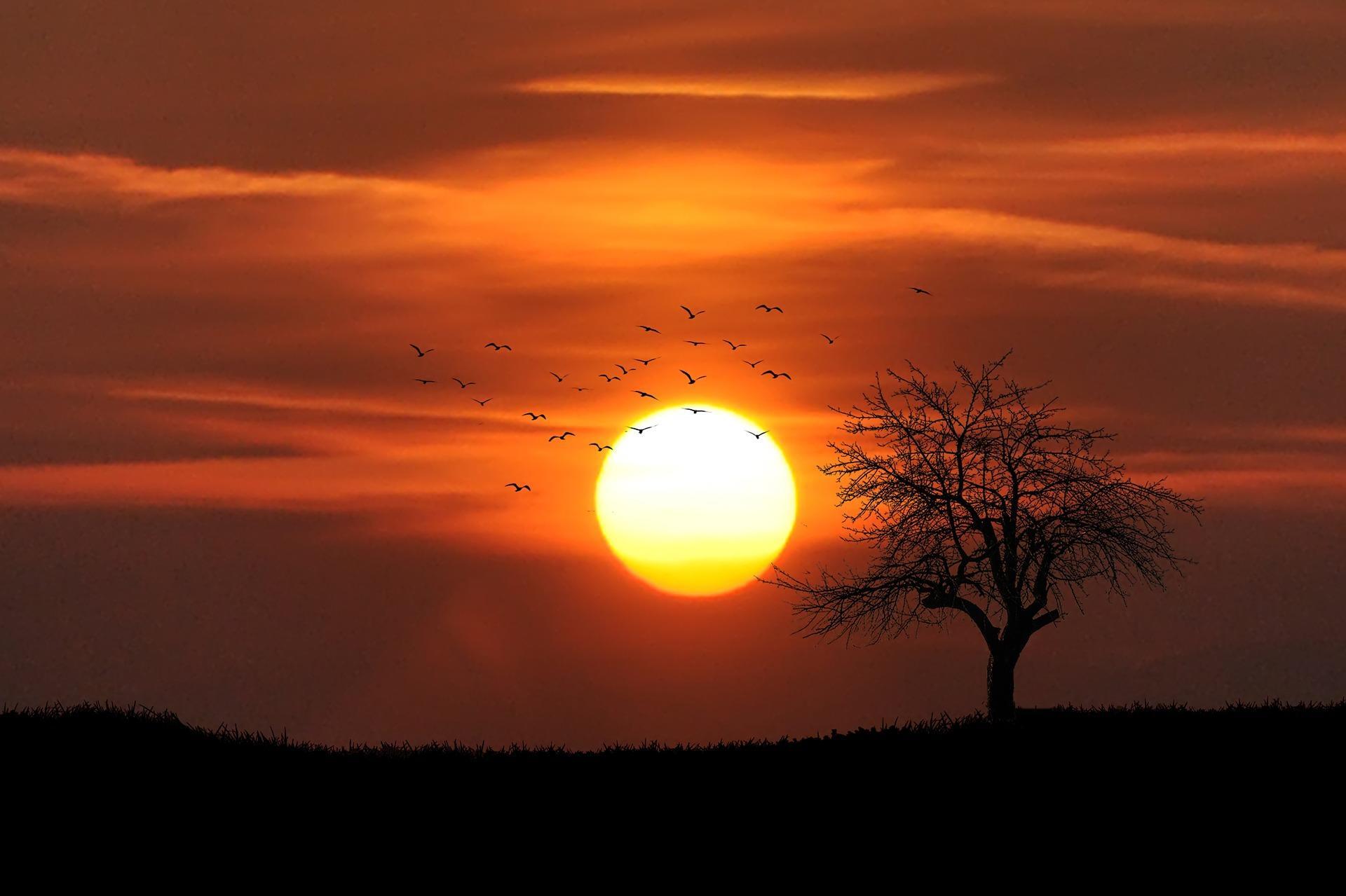 How can you recognise birdsong?