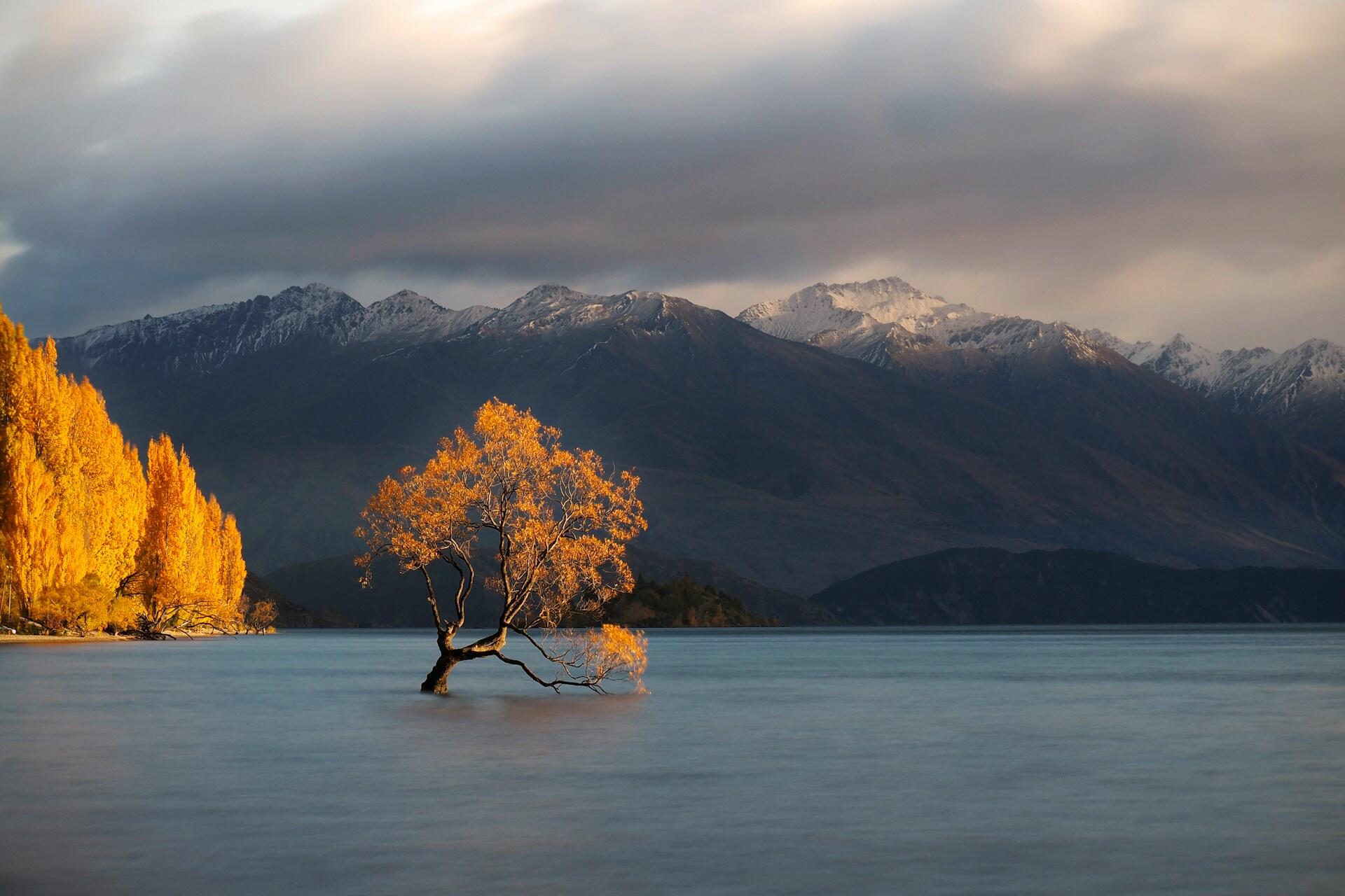 A tree in Lake Wanaka, New Zealand.