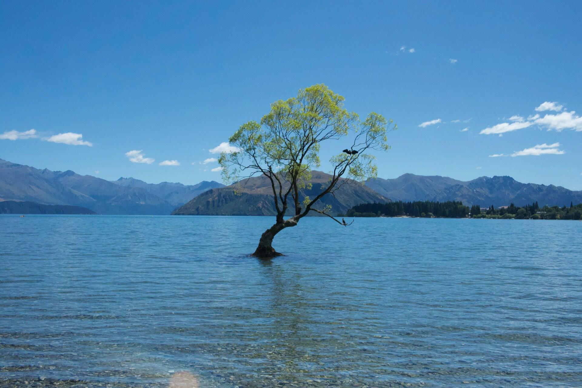 A solitary tree in a lake in New Zealand.