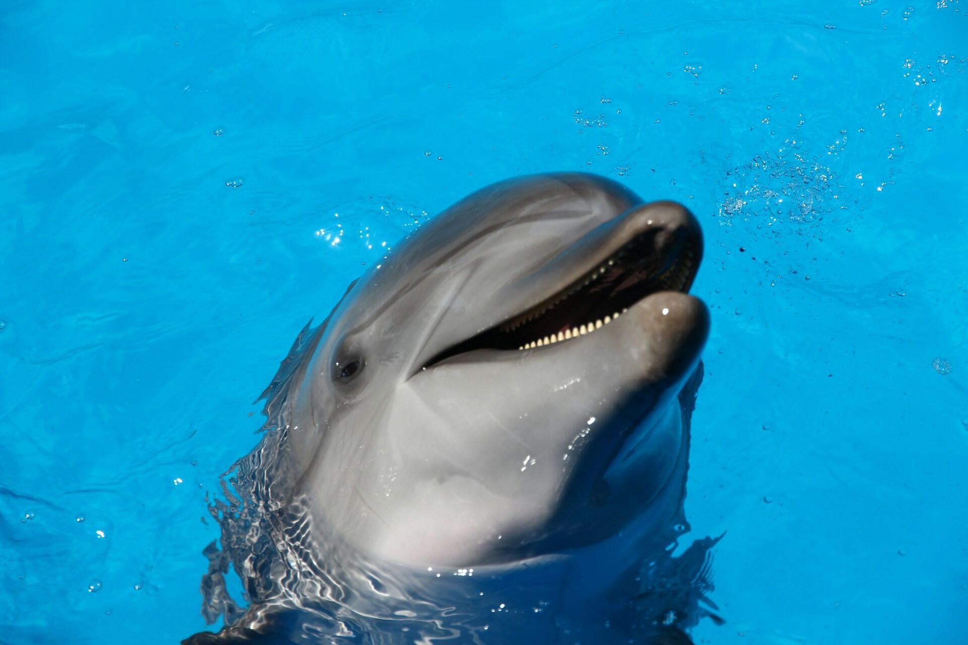 A dolphin smiling in the water.