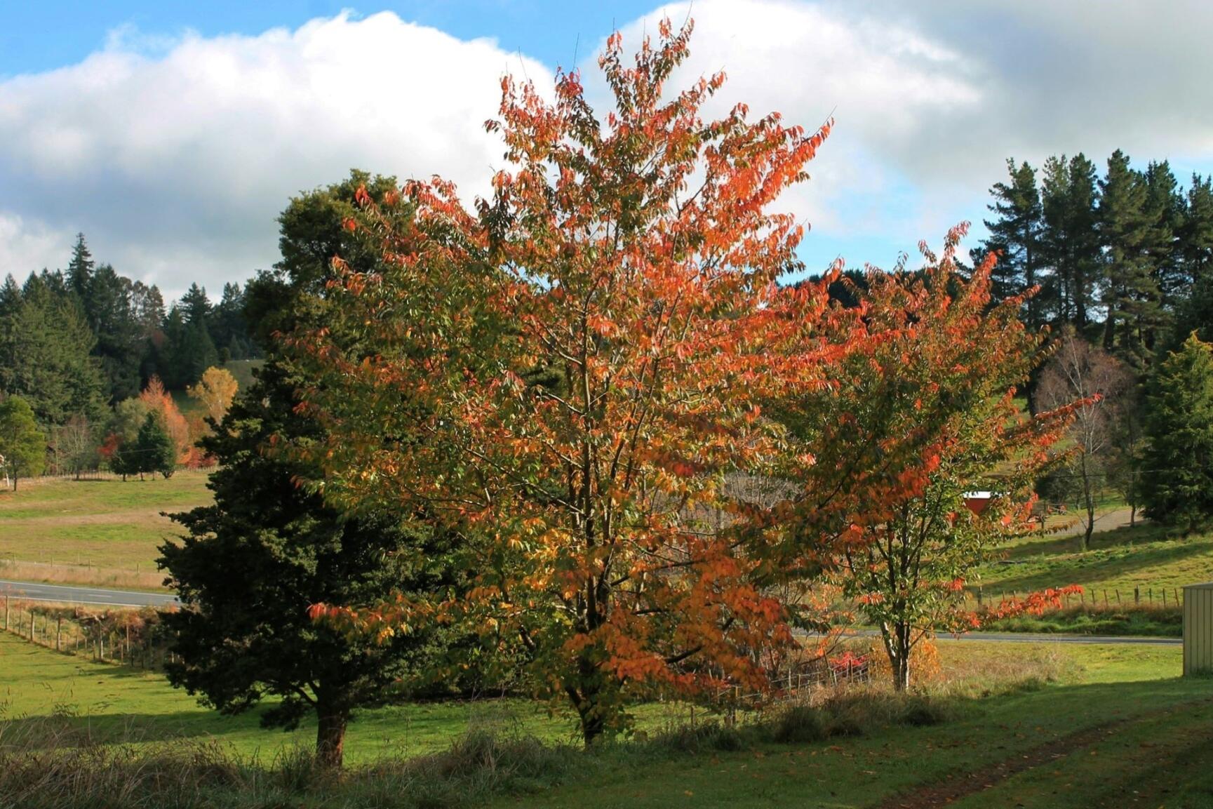 September Spring Nz What Season Is It in NZ?