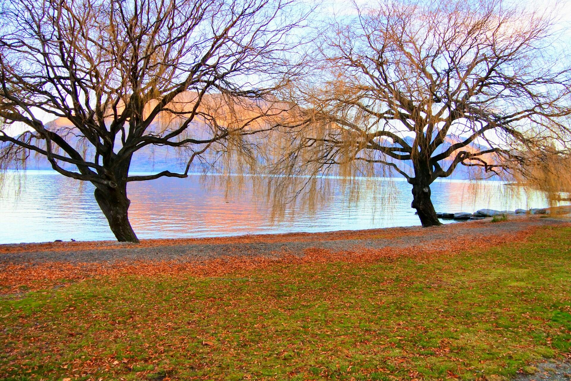 Autumnal trees in Queenstown, New Zealand.