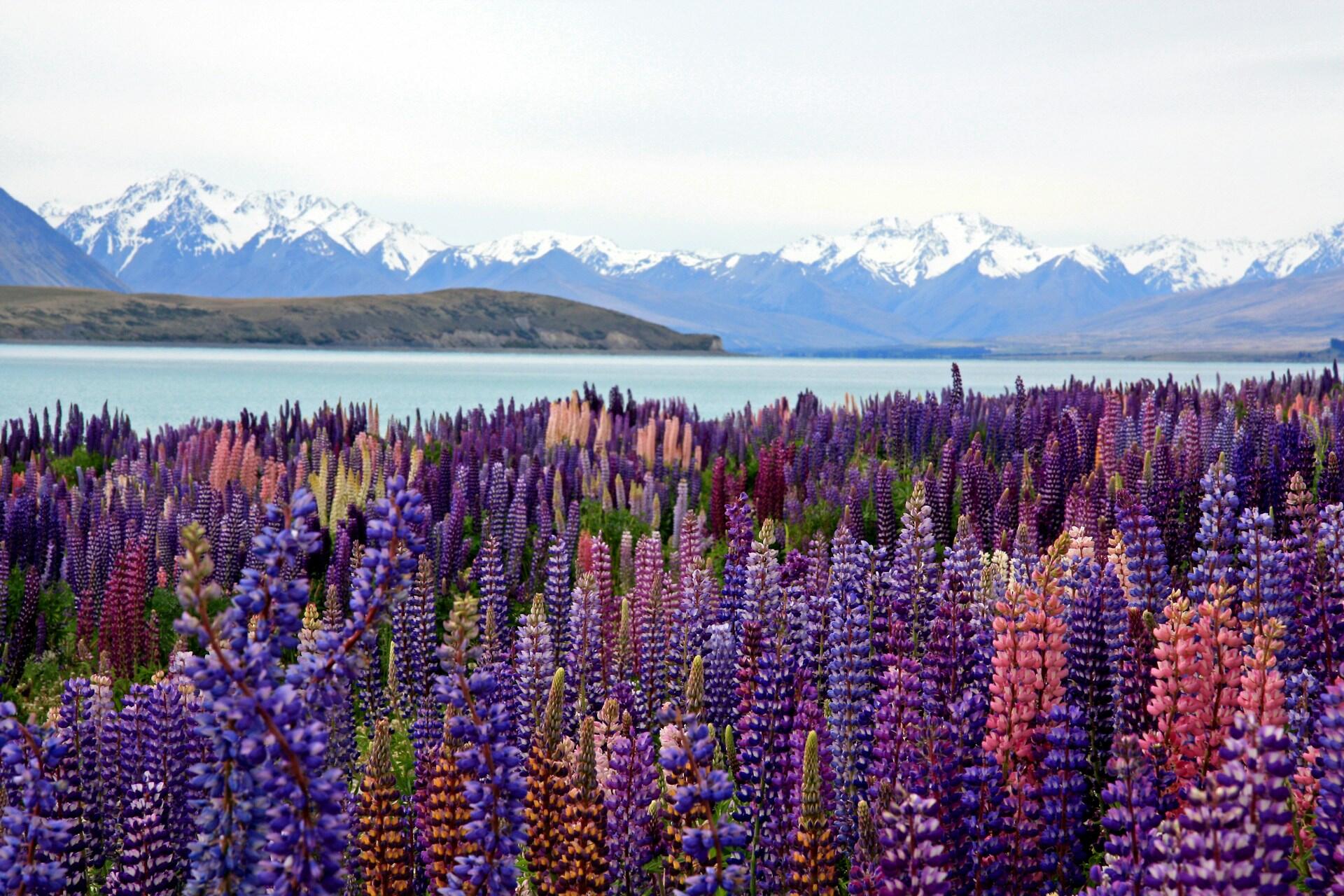 Purple and pink lupin flowers growing beside Lake Tekapo with snow-capped mountains in the background.