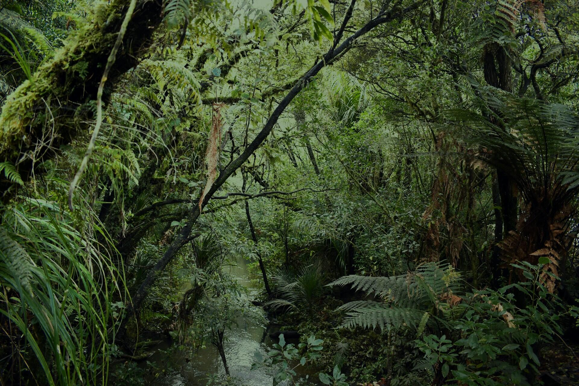 Dense native forest with ferns and moss-covered trees in Waipoua Kauri Forest.
