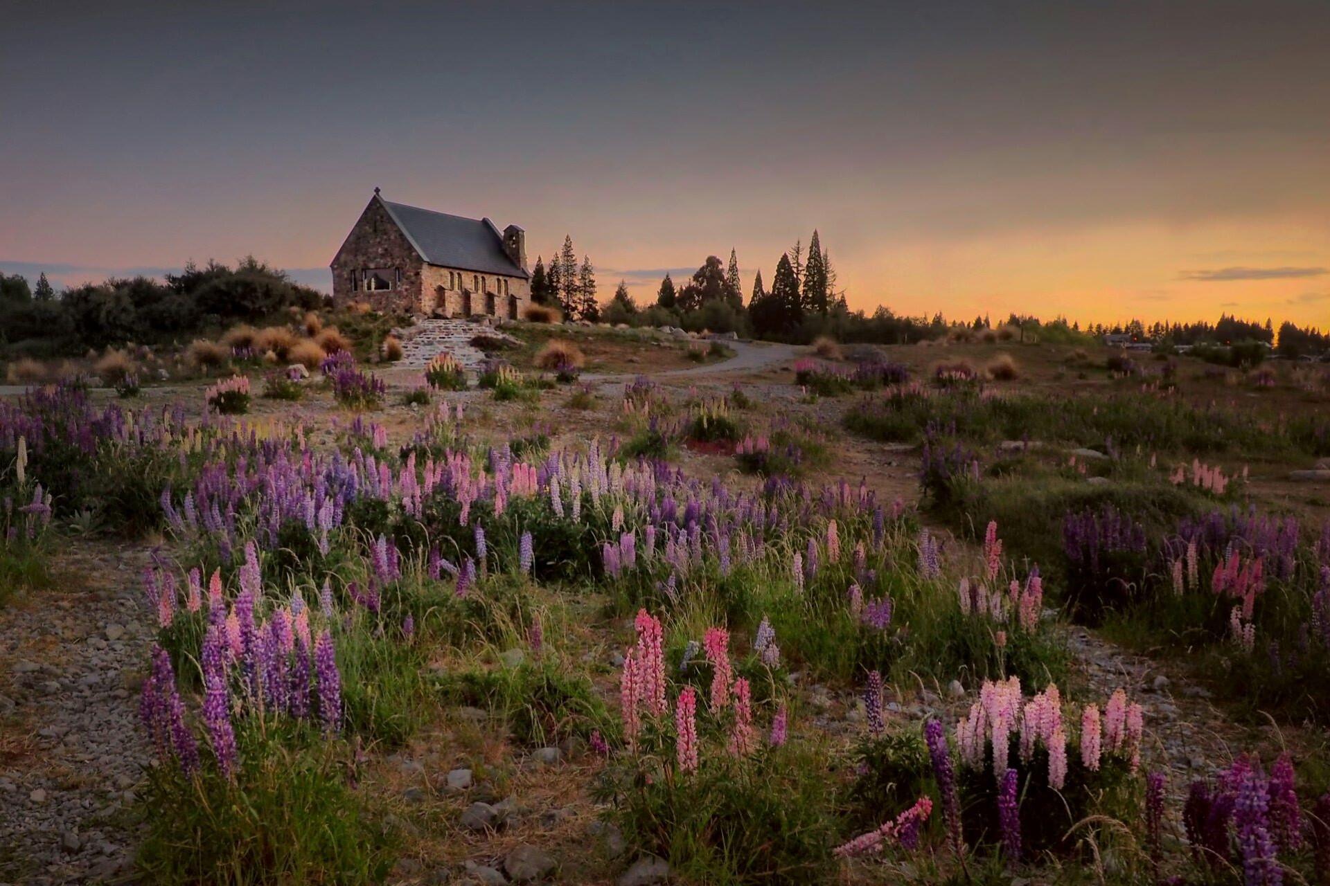 Stone church on a hill surrounded by purple and pink lupin flowers at sunset with trees silhouetted against the sky.