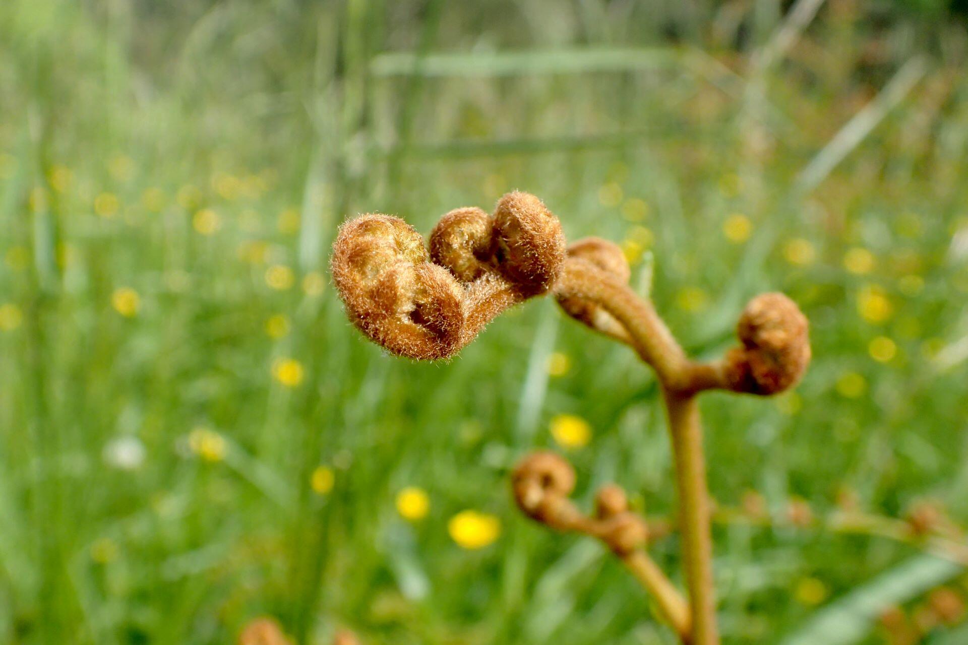 Close-up of a young fern frond curling in a grassy outdoor setting