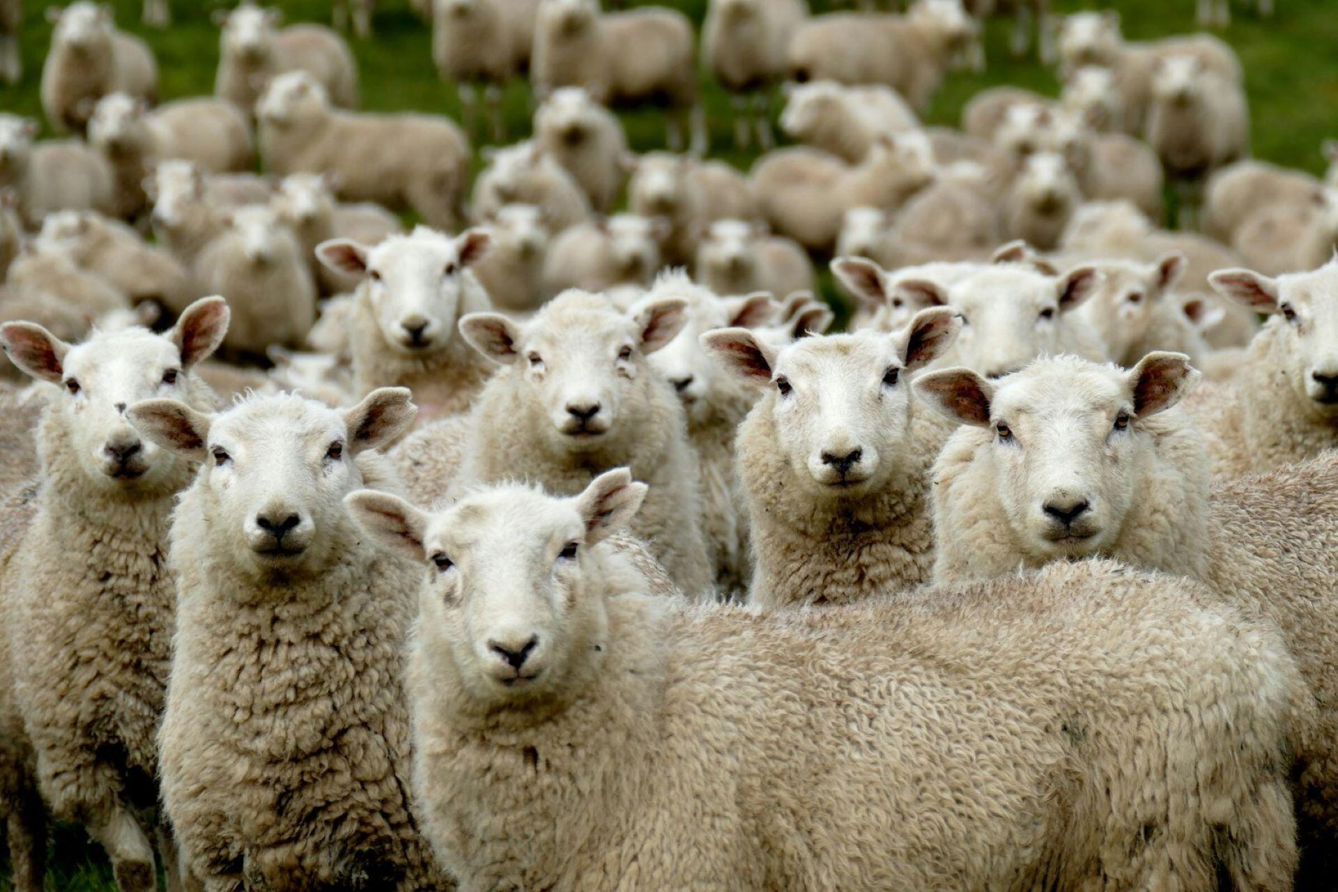 Large group of sheep standing together in a grassy field