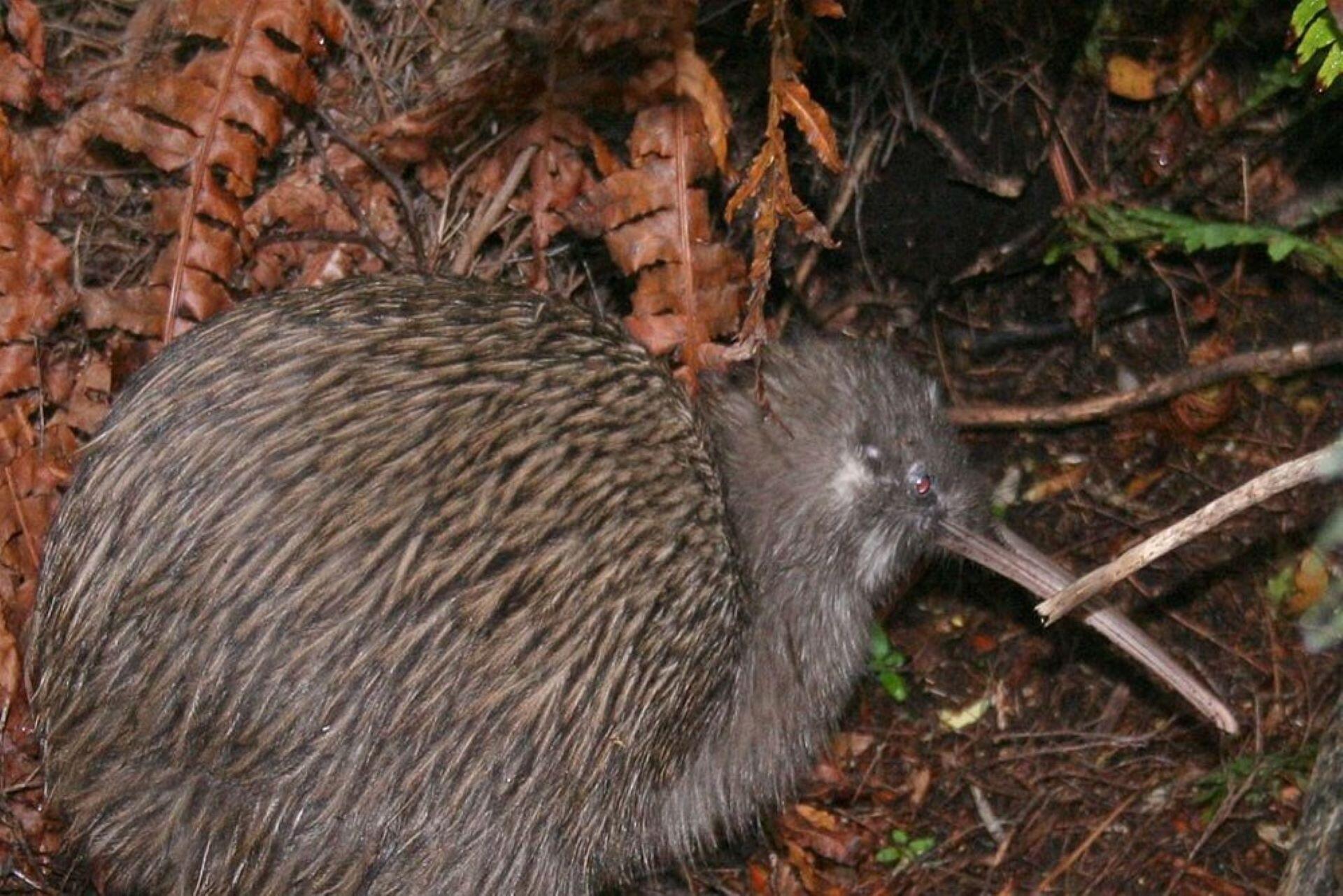 Alt text: Kiwi bird with brown streaked feathers standing on a forest floor beneath dry fern leaves