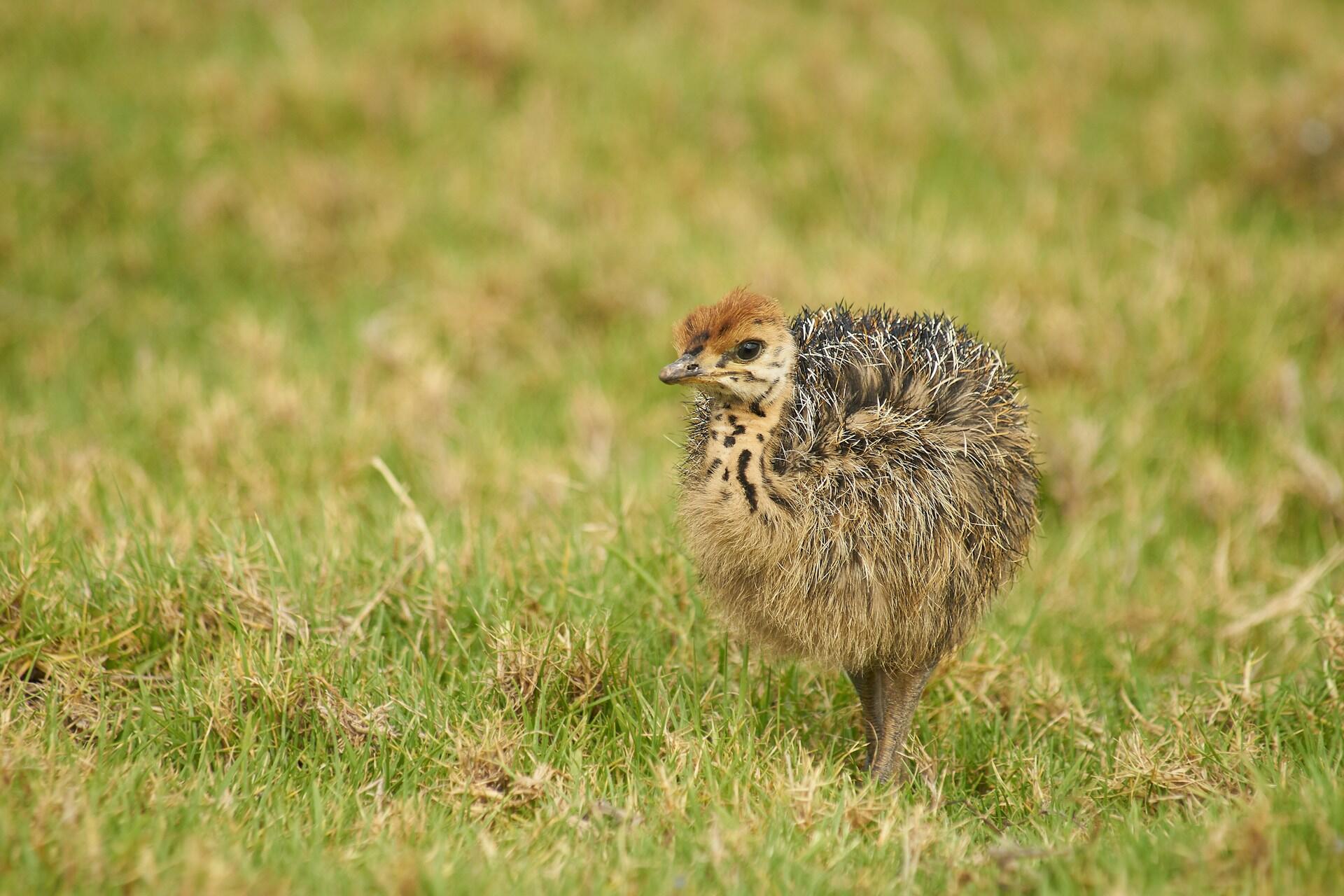 small flightless kiwi bird standing on grass with brown feathers and long beak