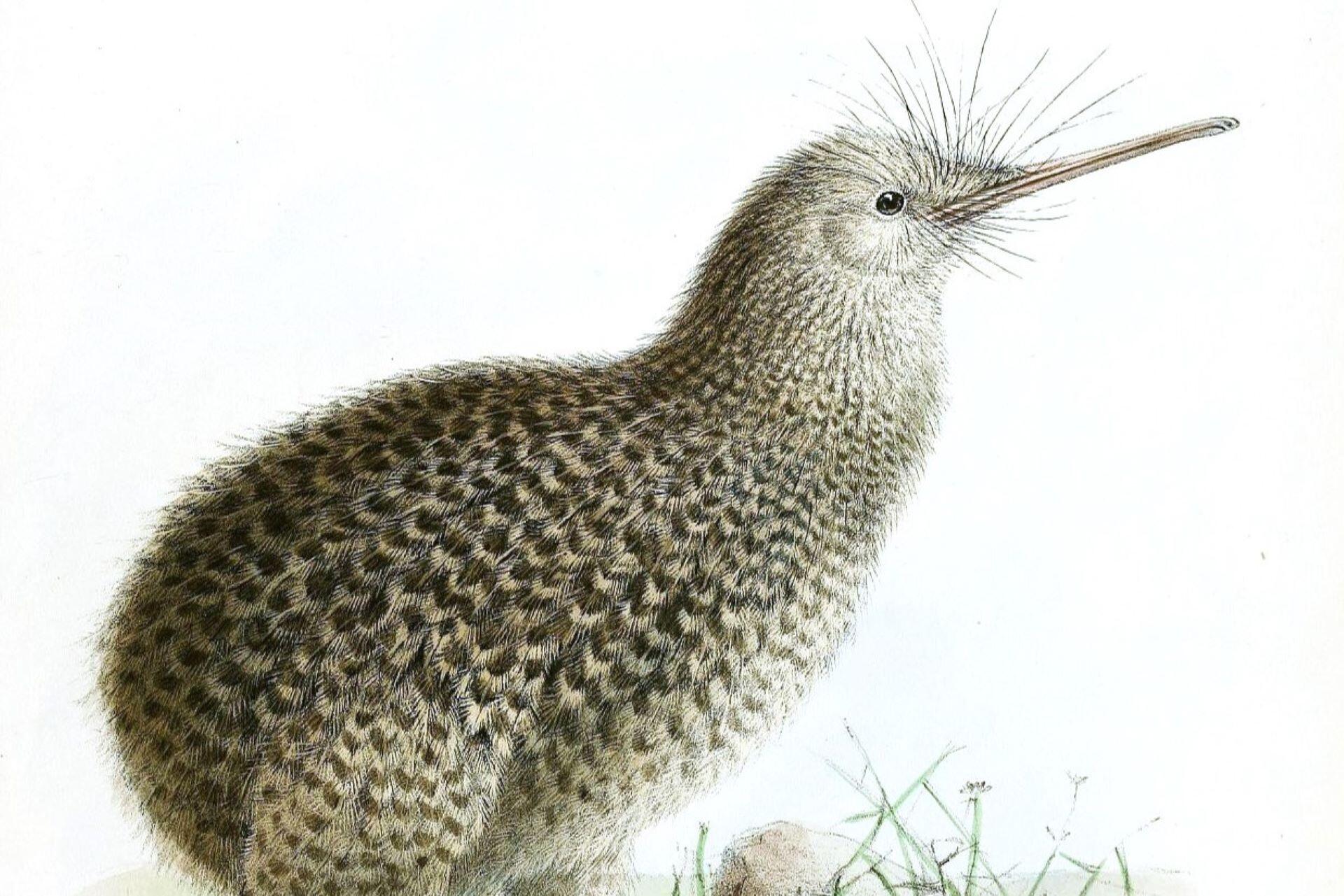 Illustration of a kiwi bird showing its long beak, whisker-like feathers, and speckled body