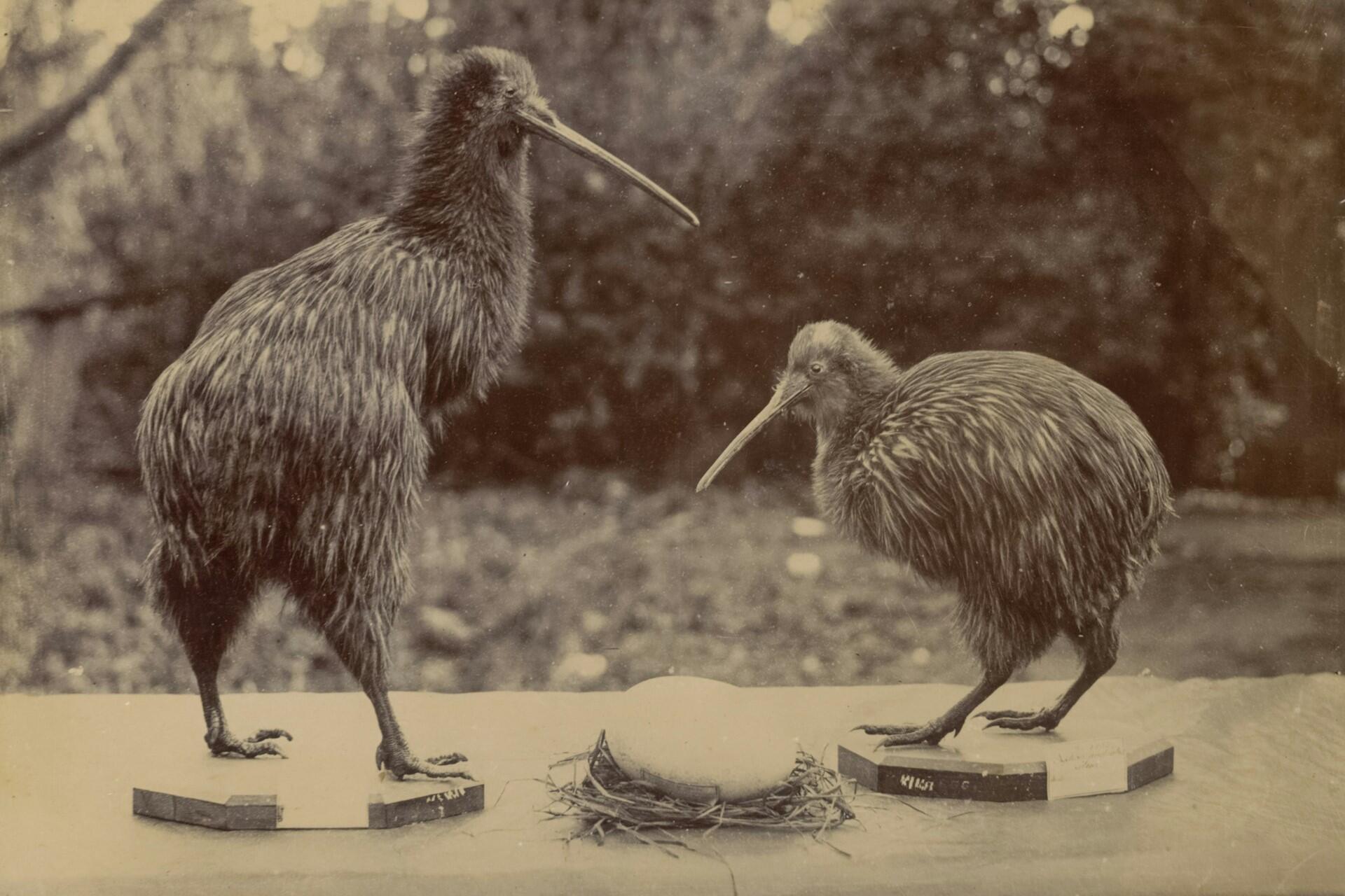 Old photograph showing two kiwi birds standing beside a large egg