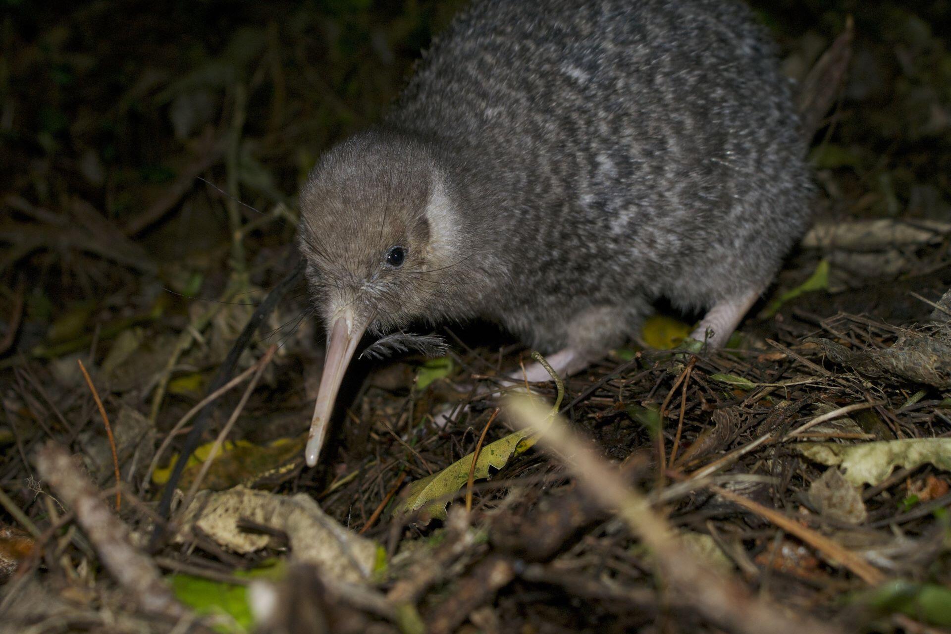 Kiwi bird lowering its long beak into leaf litter and twigs on a dark forest floor
