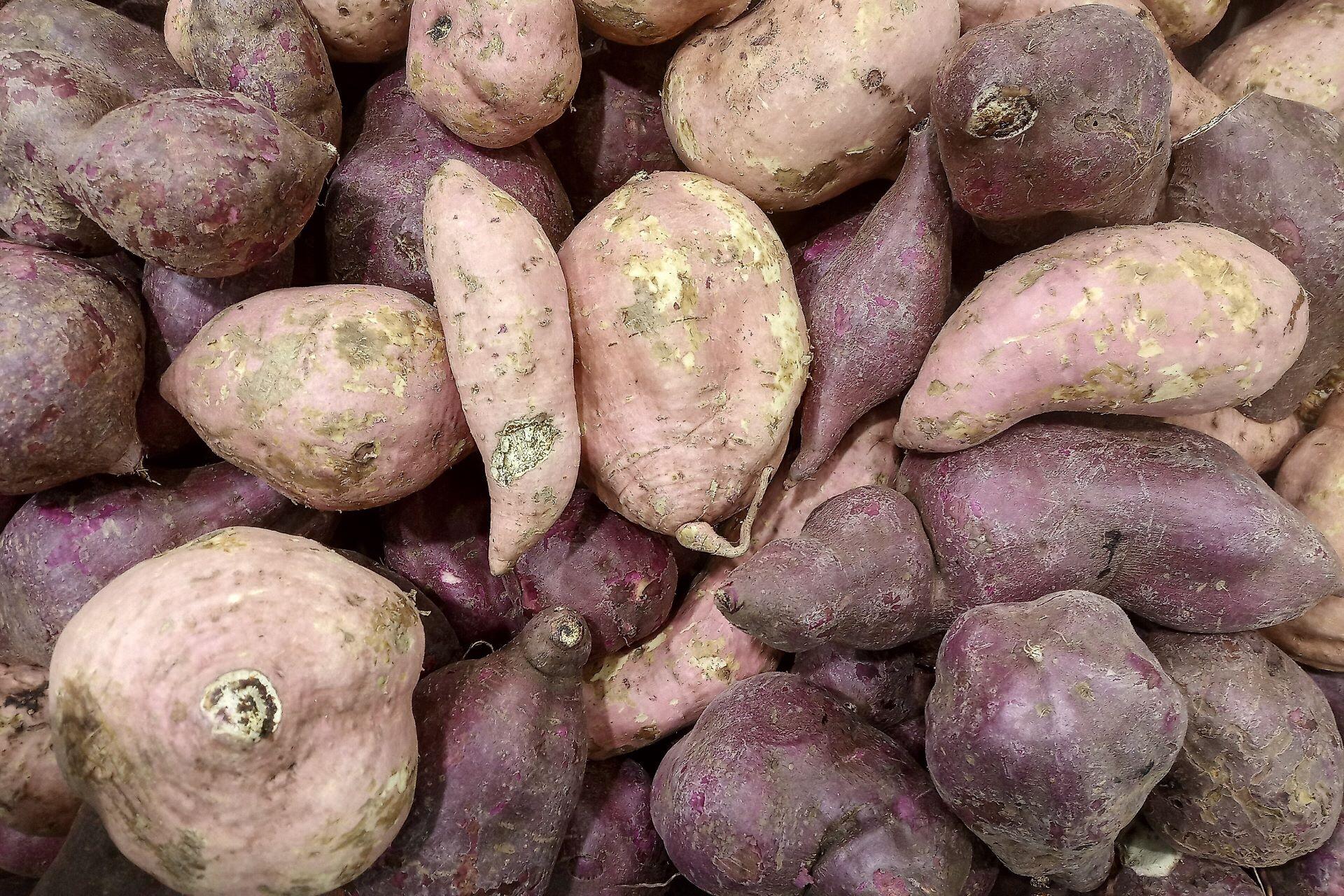Pile of freshly harvested kūmara with soil still on the skin