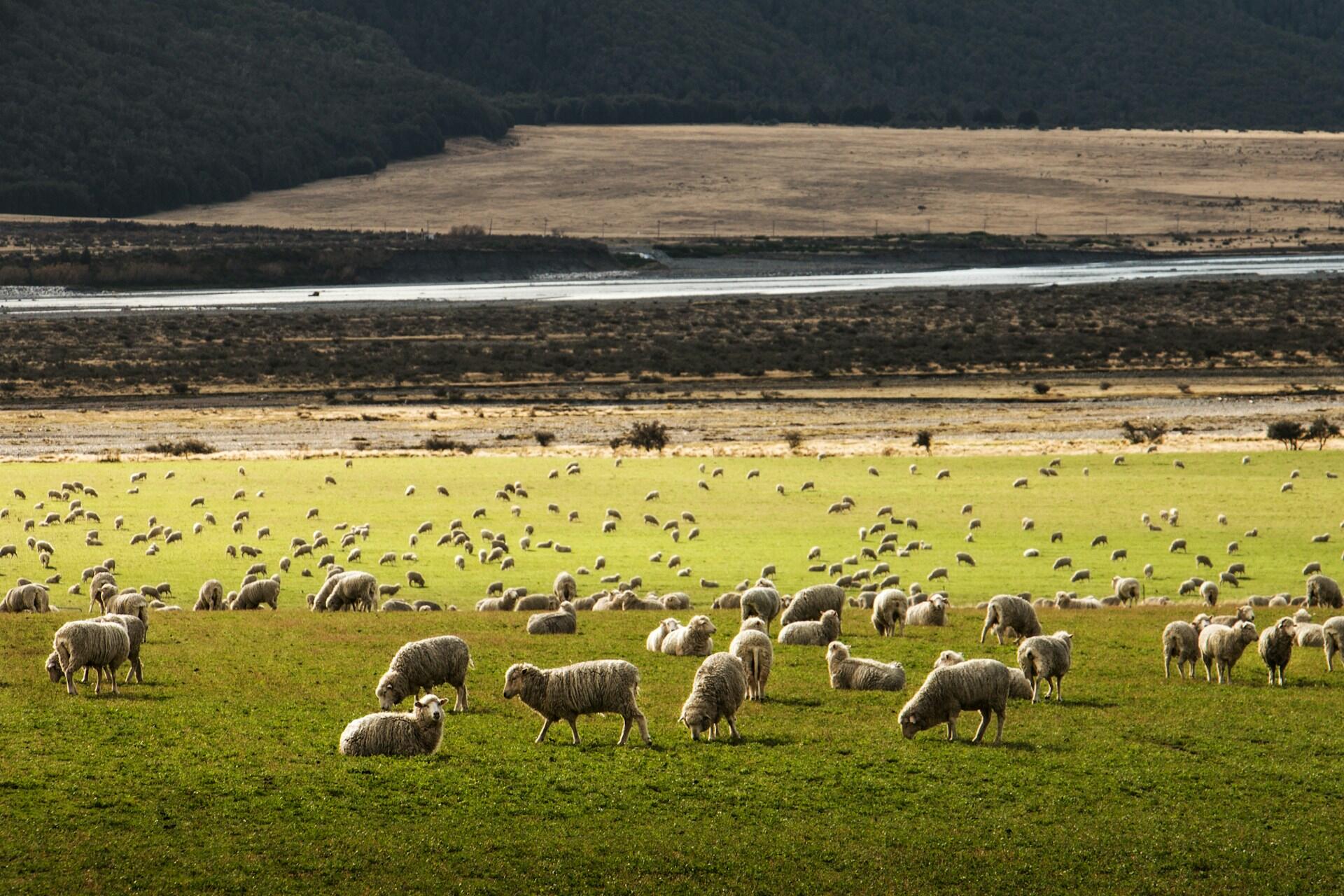 flock of sheep grazing in a green field with hills and trees in the background