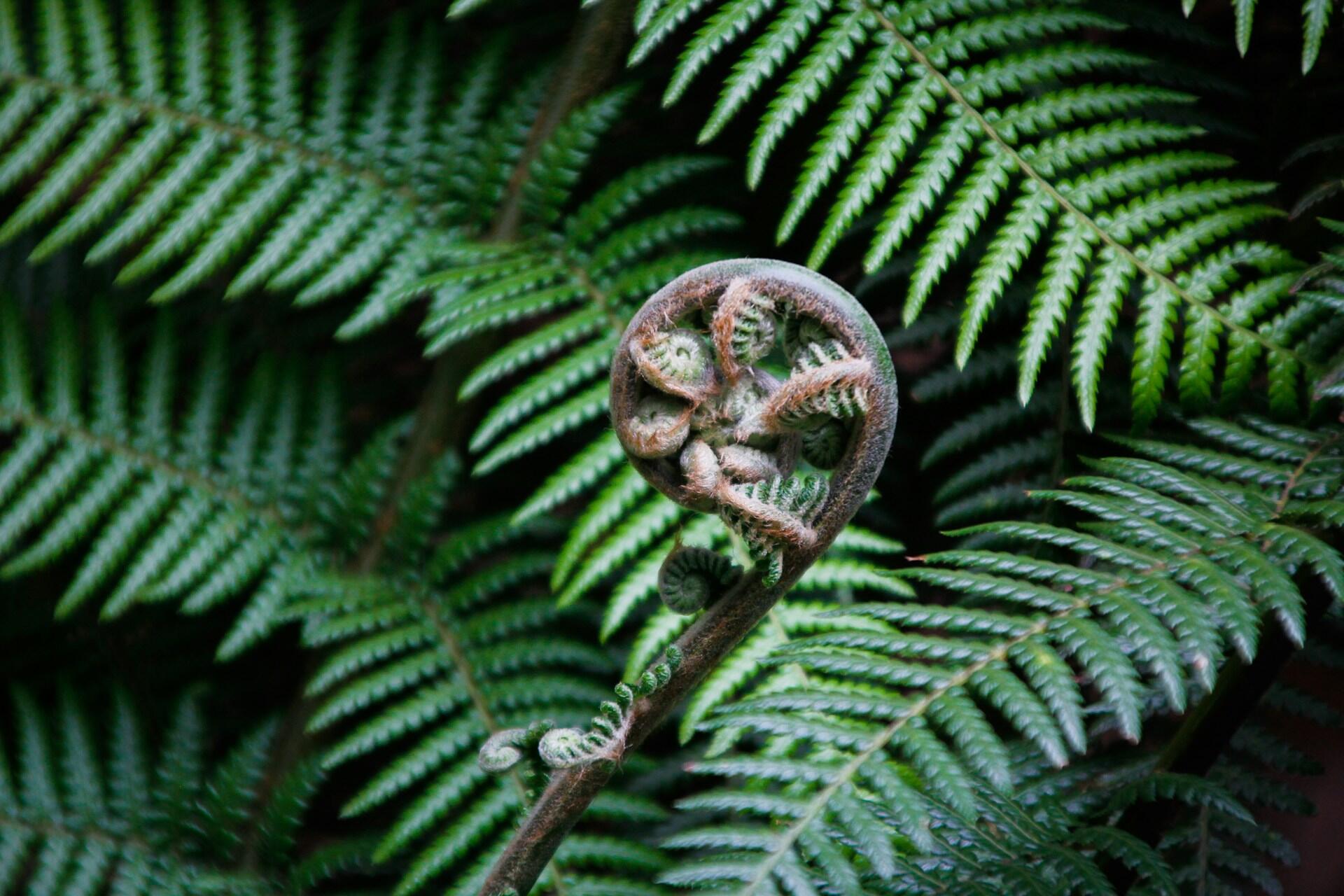 Close-up of a curled fern frond