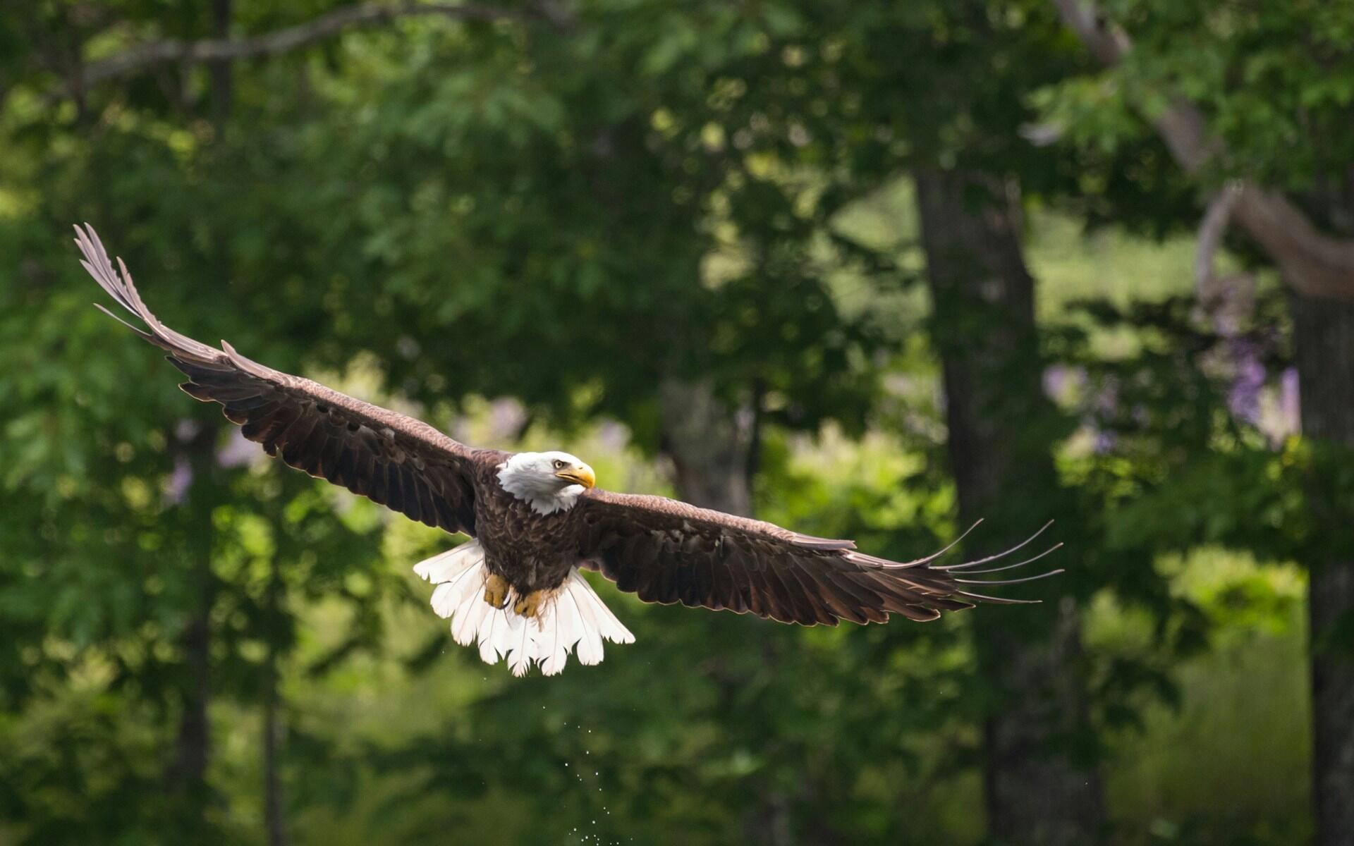 An eagle soars through a lush green landscape.
