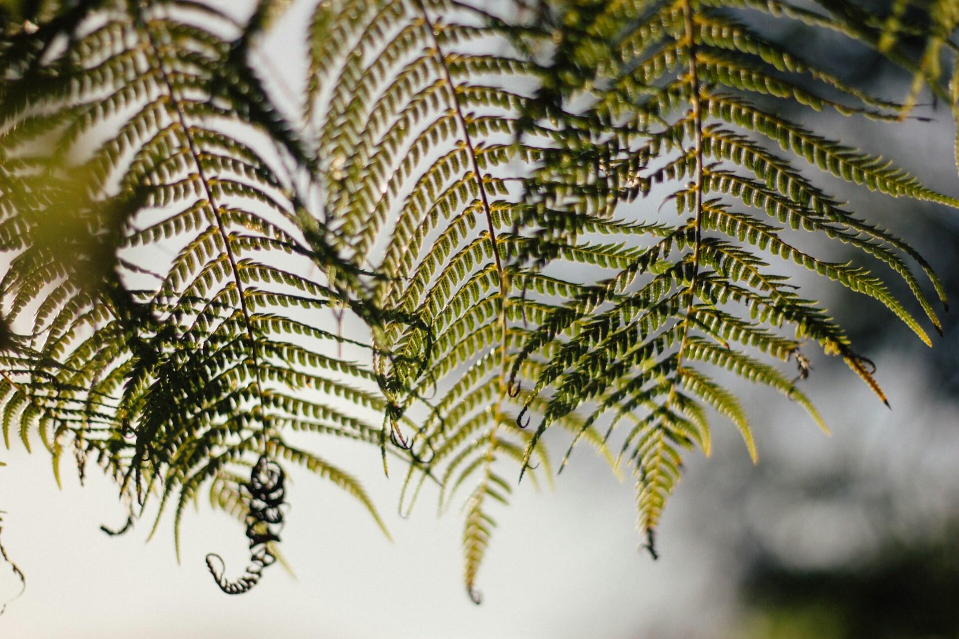 Backlit green fern fronds with curled tips