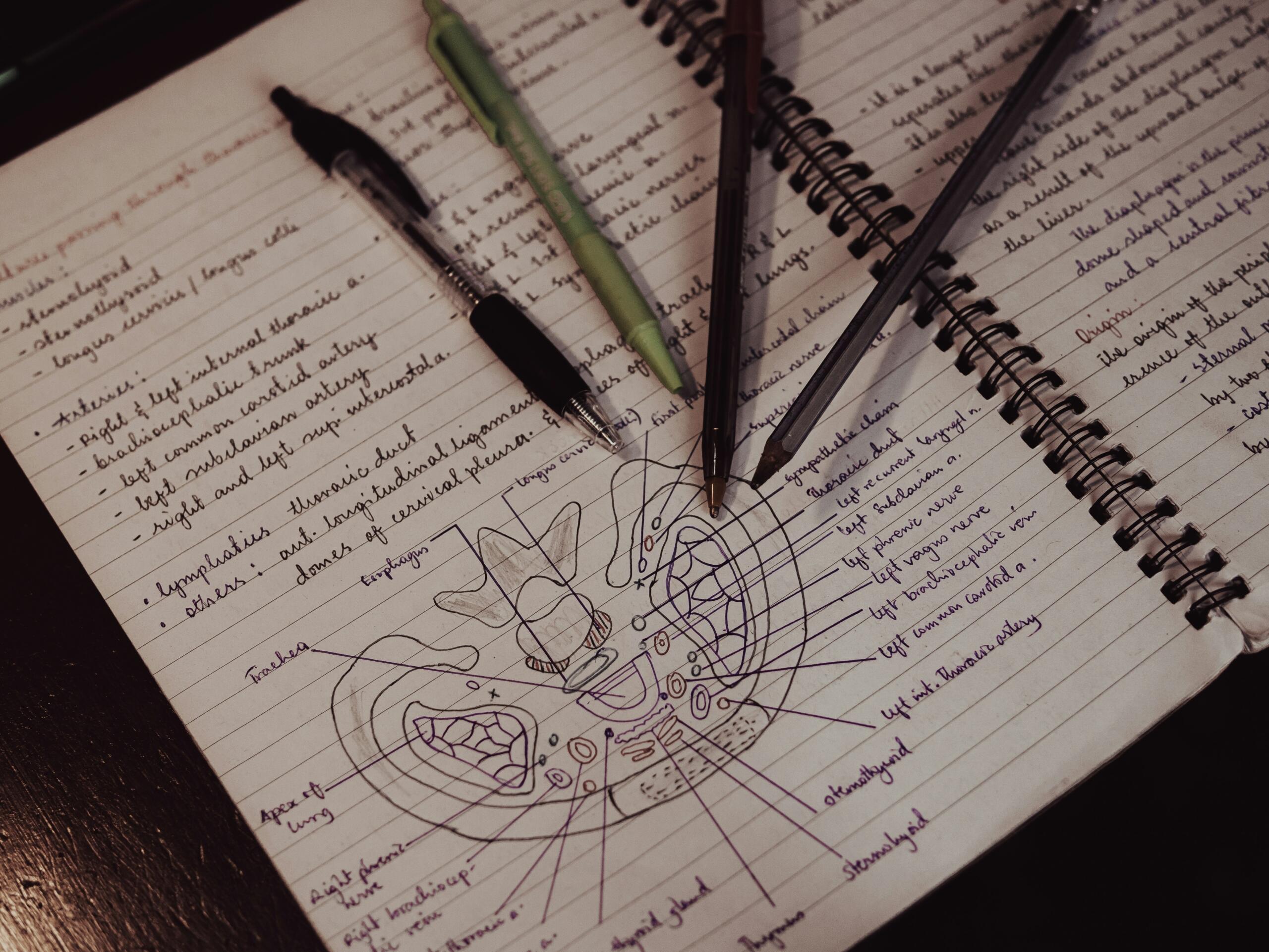 Apuntes de biología con un diagrama de anatomía dibujado a mano en un cuaderno de estudio.