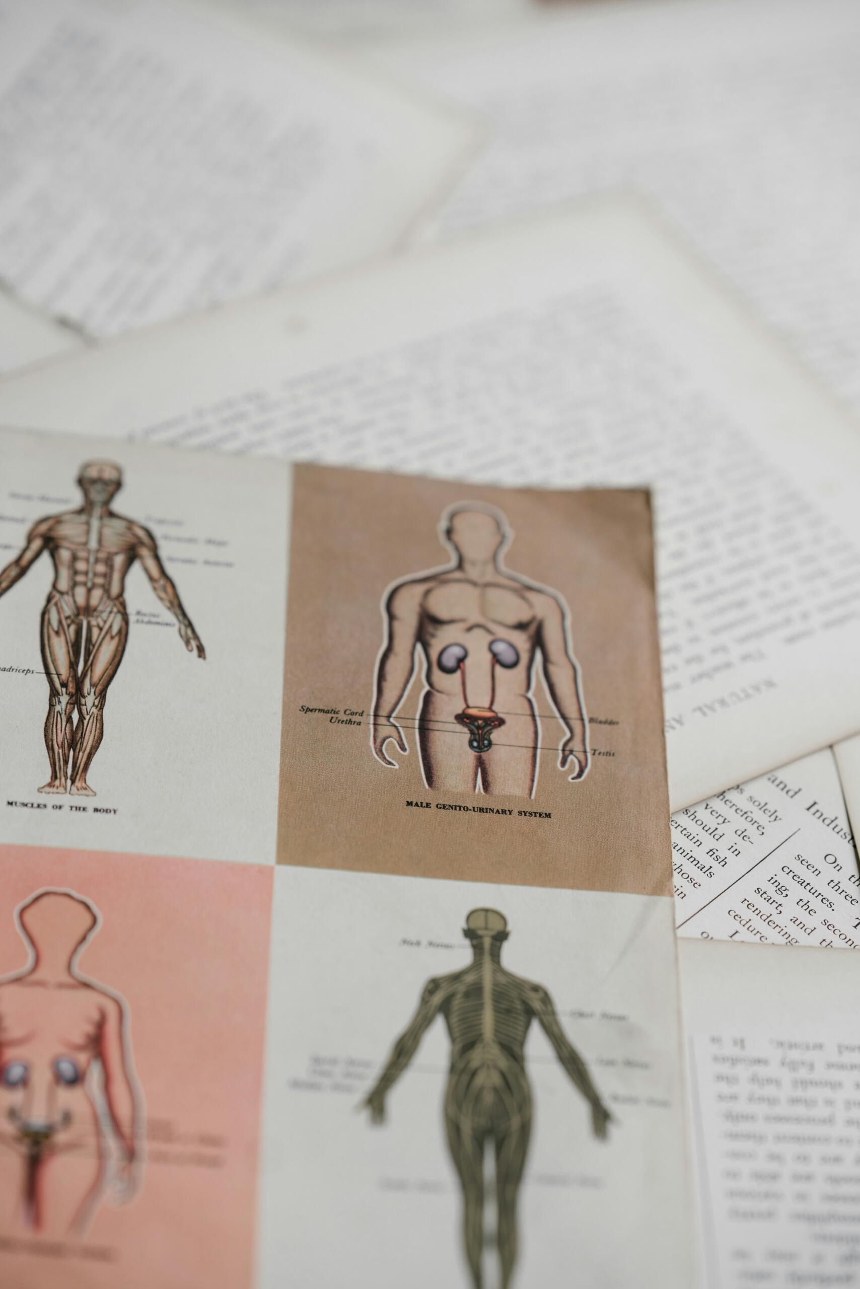 Láminas de anatomía humana para el estudio de la biología.