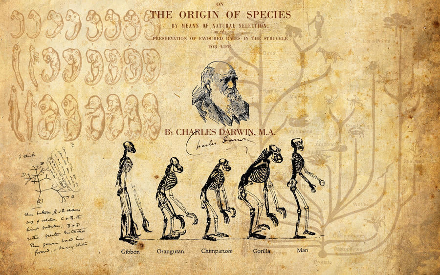 wallpaper con dibujo de la evolución, rostro de charles darwin y sus manuscritos