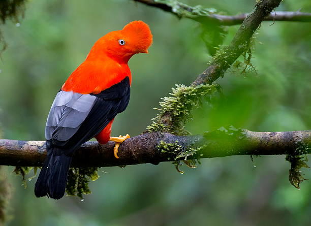 Foto de gallito de las rocas