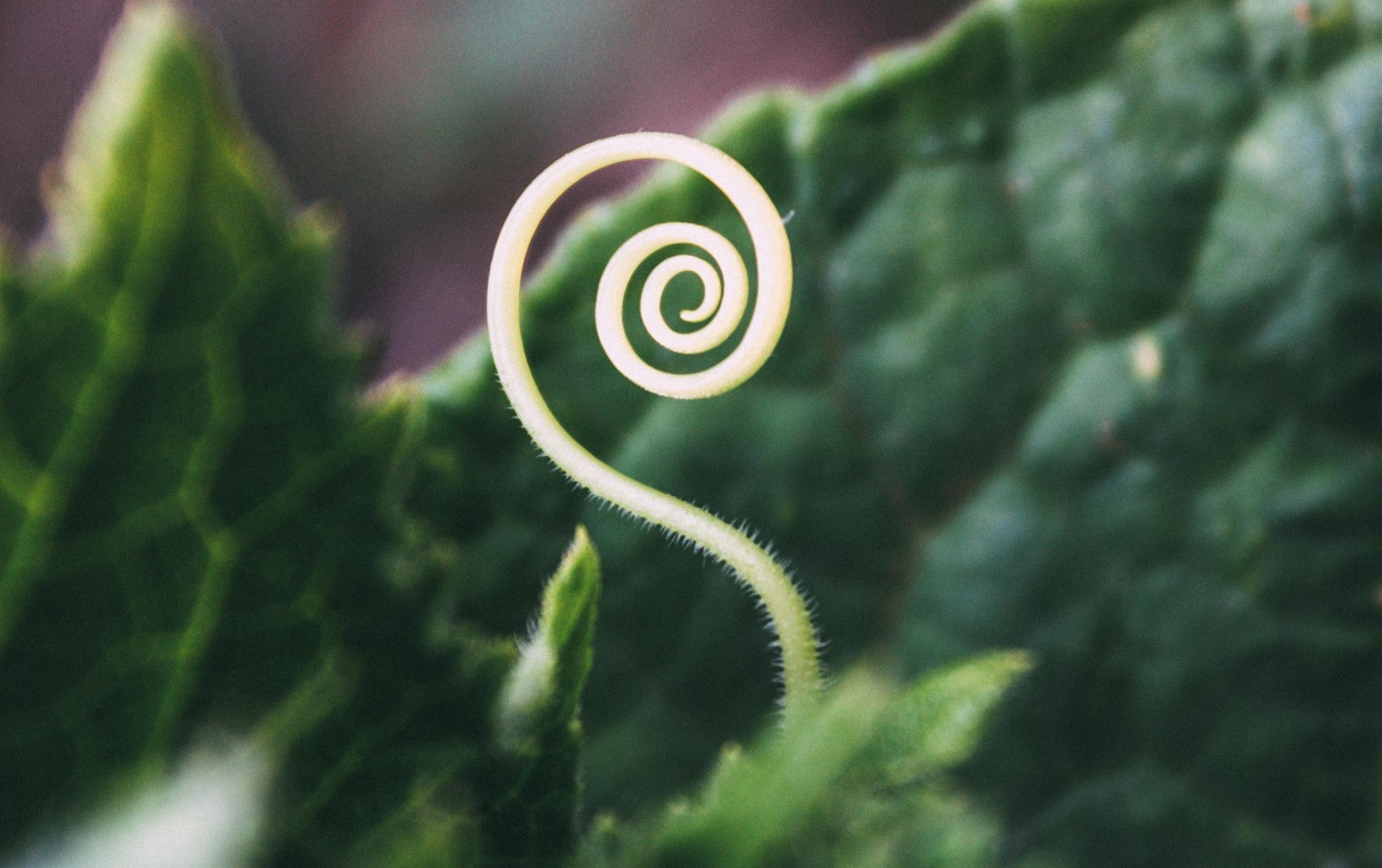 La sucesión de Fibonacci en la naturaleza
