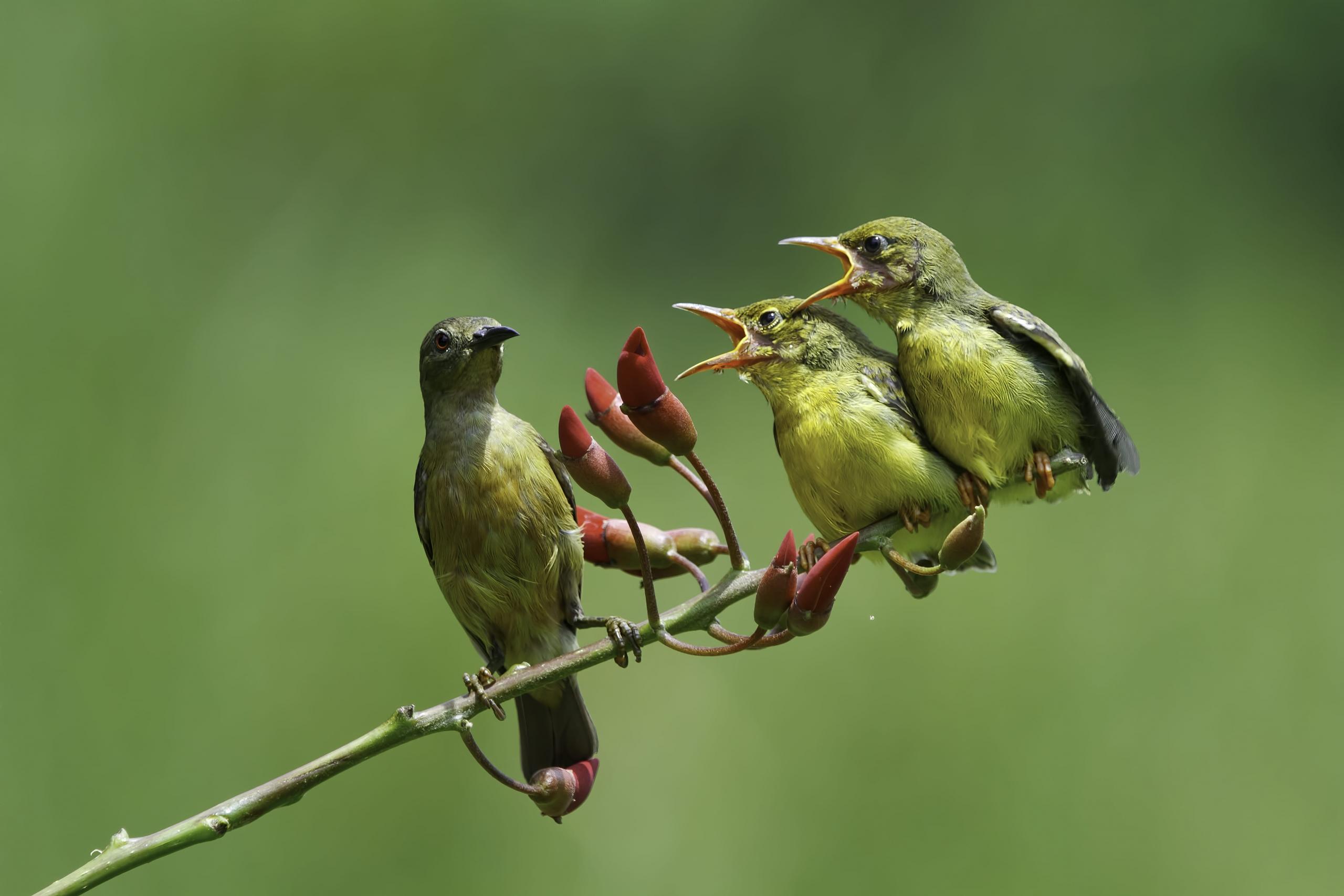 vista de tres pajaritos cantando sobre una rama