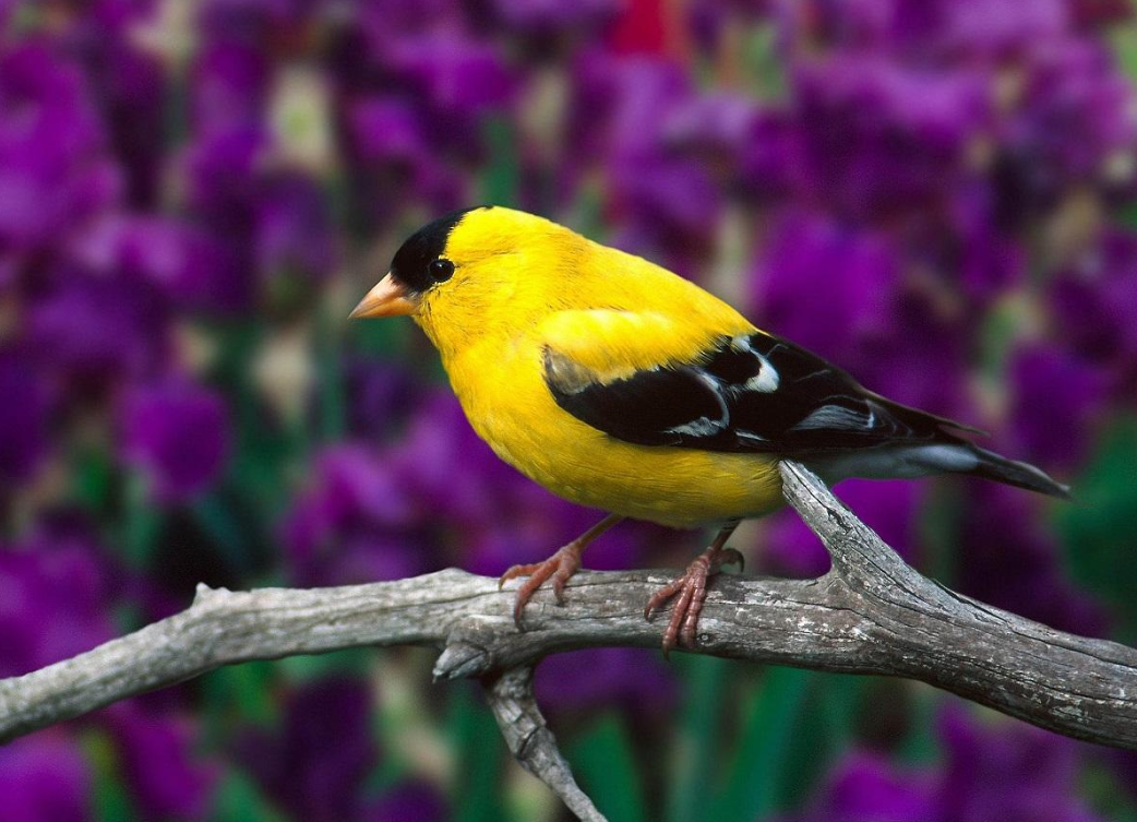 Un pájaro sobre una rama