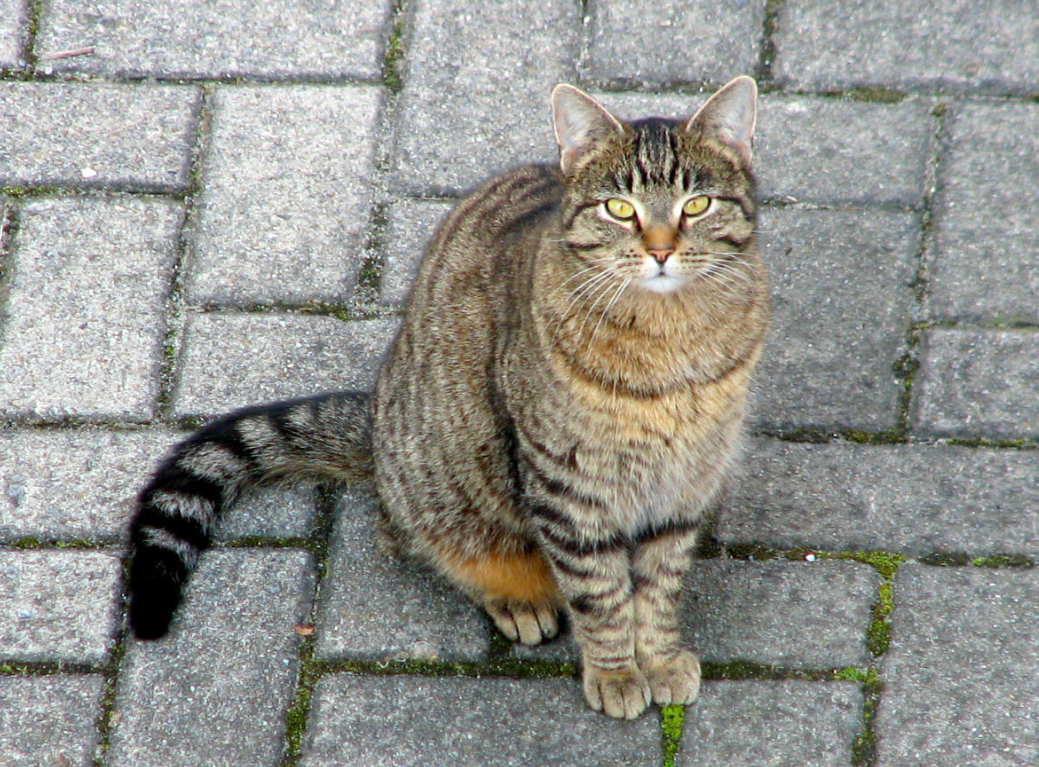 Una toma de un gato mirando fijamente a la cámara