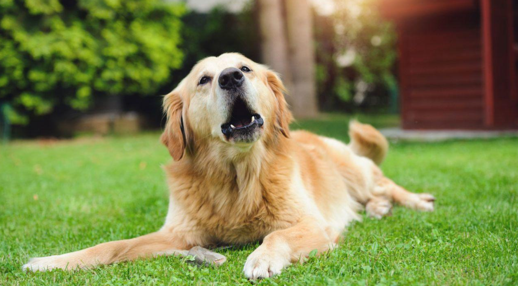 Un golden retriever en el grass