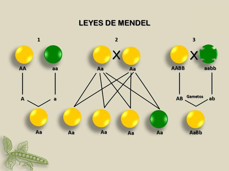 foto de las leyes de Mendel.