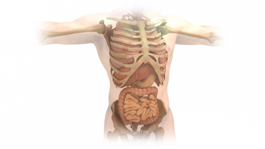 cuerpo humano por dentro.