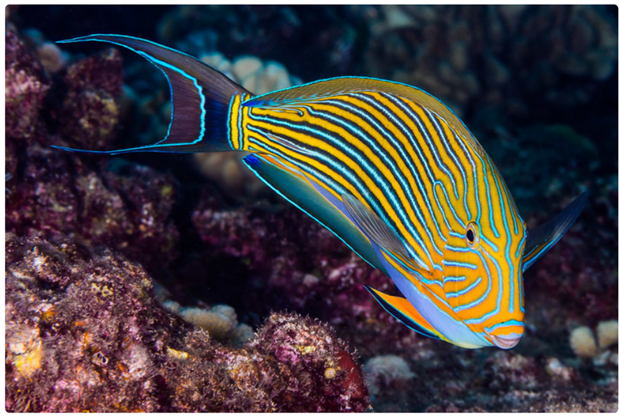 pez de rayas celestes