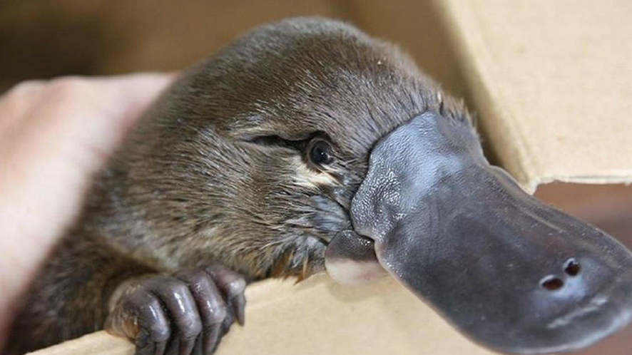 un ornitorrinco.