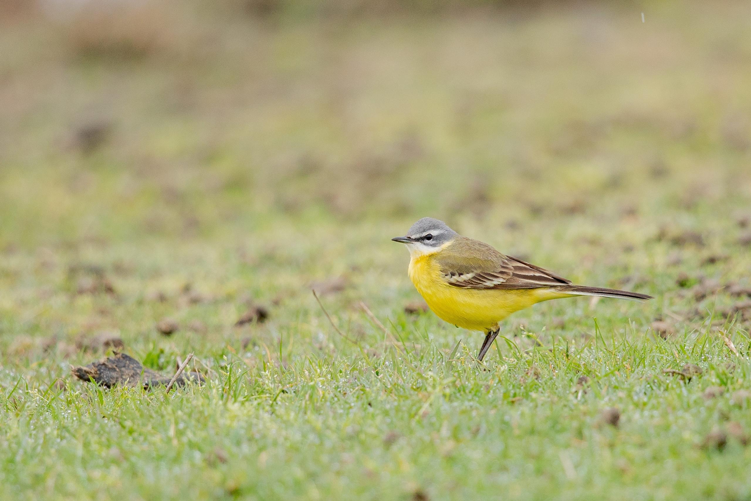 pajarito de pecho amarillo de perfil sobre el jardín