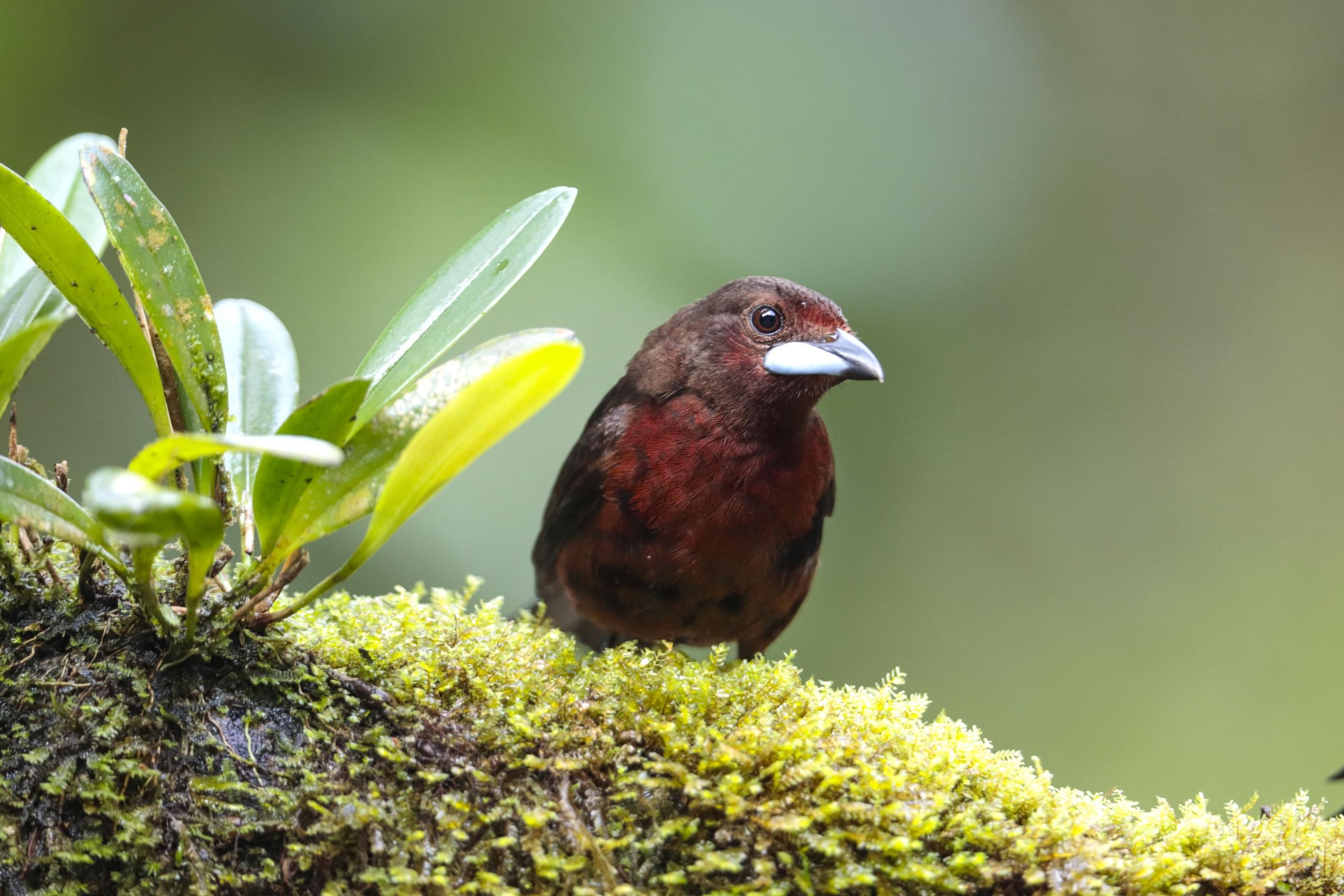 Foto de un pajaro rojizo