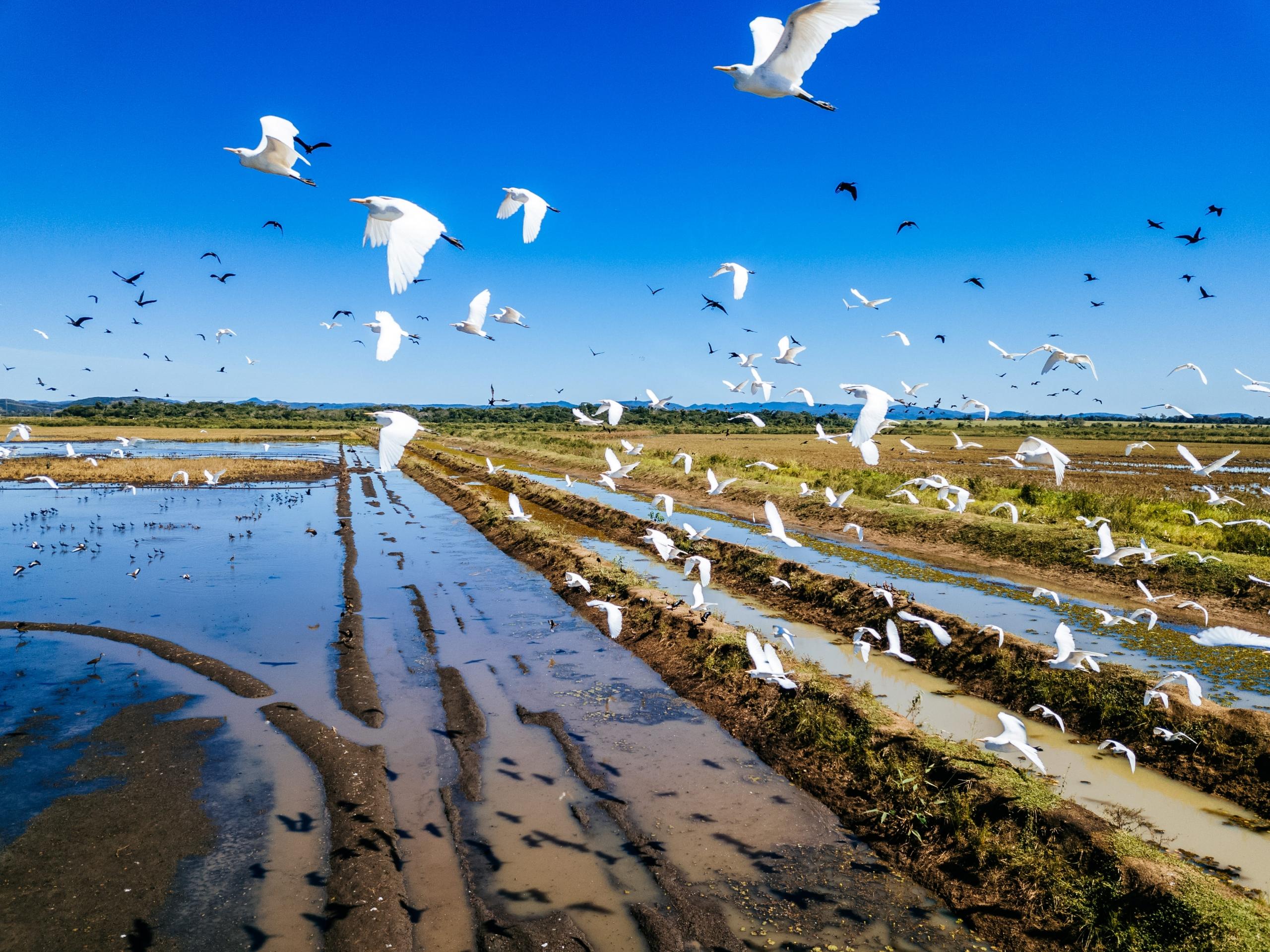 aves blancas volando en bandada sobre campos de cultivos
