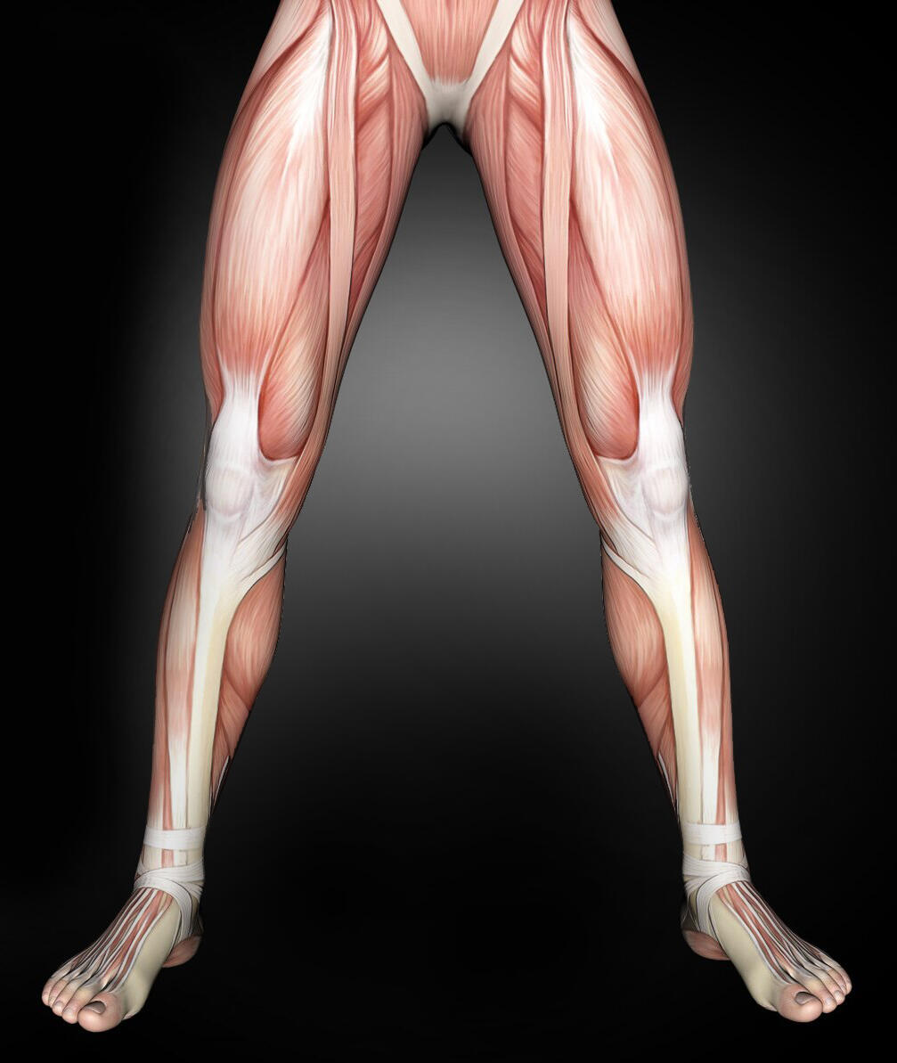cuerpo humano parte inferior en músculos