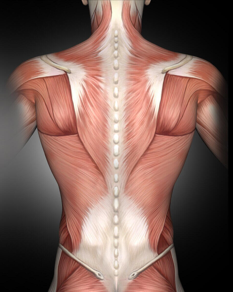 cuerpo humano parte posterior en músculos