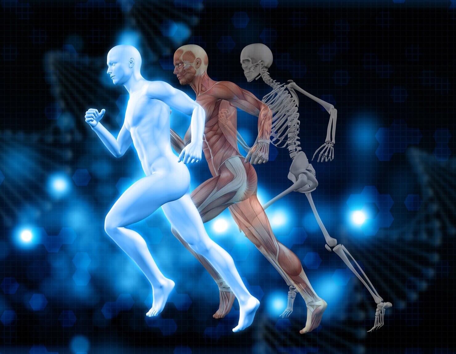 vista 3d del cuerpo humano en dimensión cuerpo, musculos y esqueleto corriendo de lado