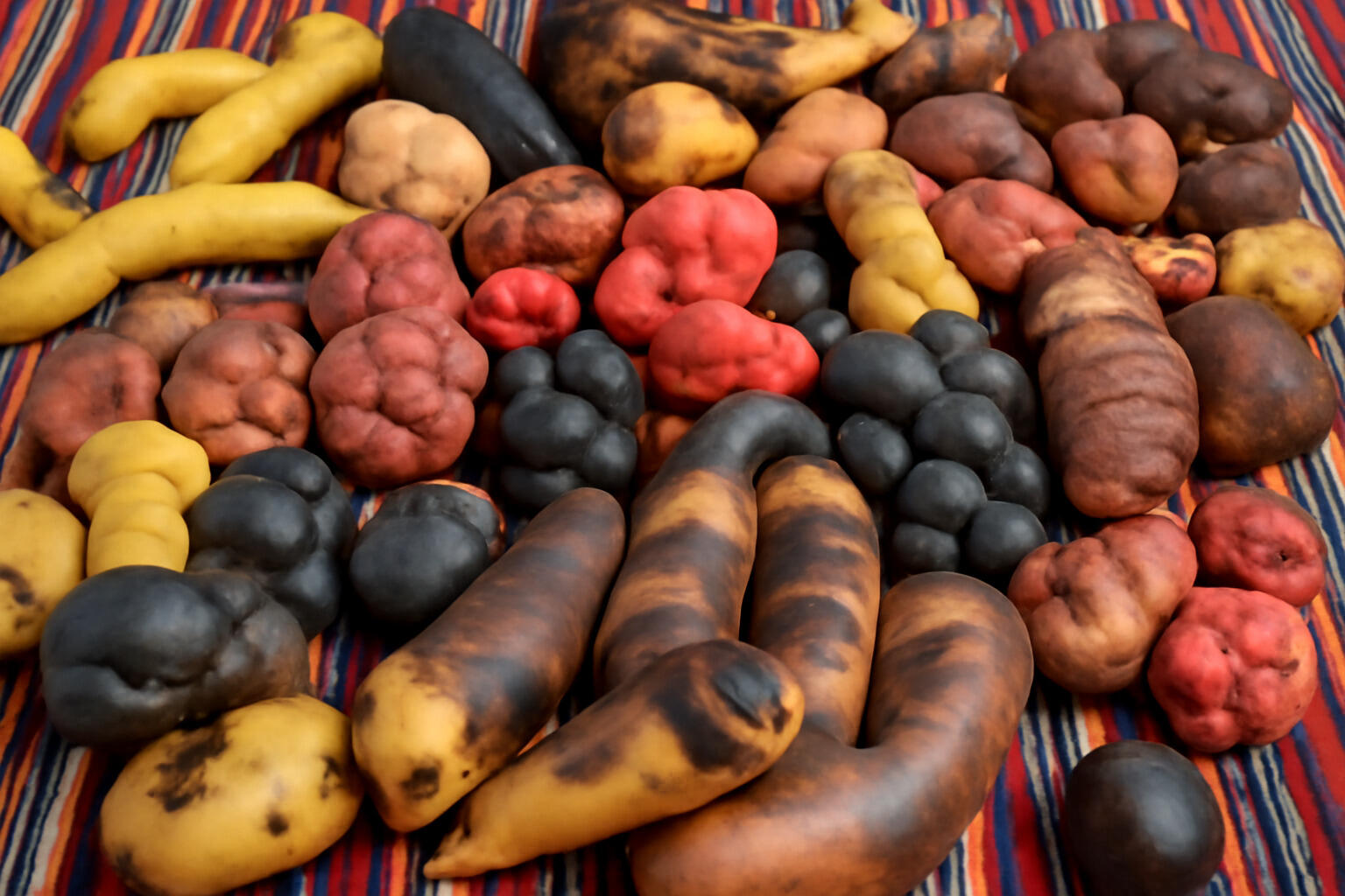 foto cenital de diferentes tipos de papas generadas con ia