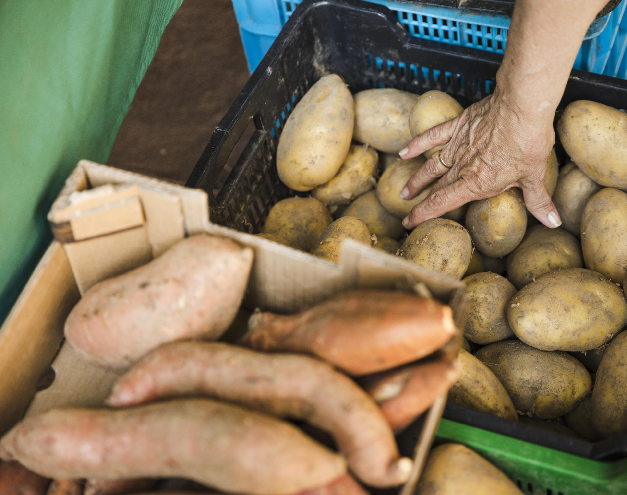 vista cenital de jabas de diferentes tipos papas apiladas con la mano de un agricultor tomando unas