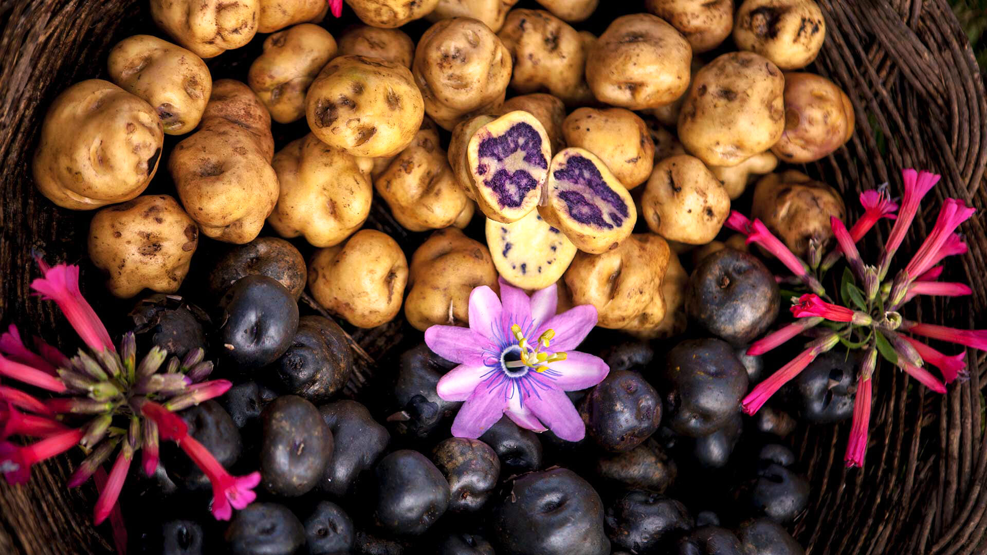 vista cenital de papa negra y papa amarilla dentro de una canasta con unas flores de papa en medio.