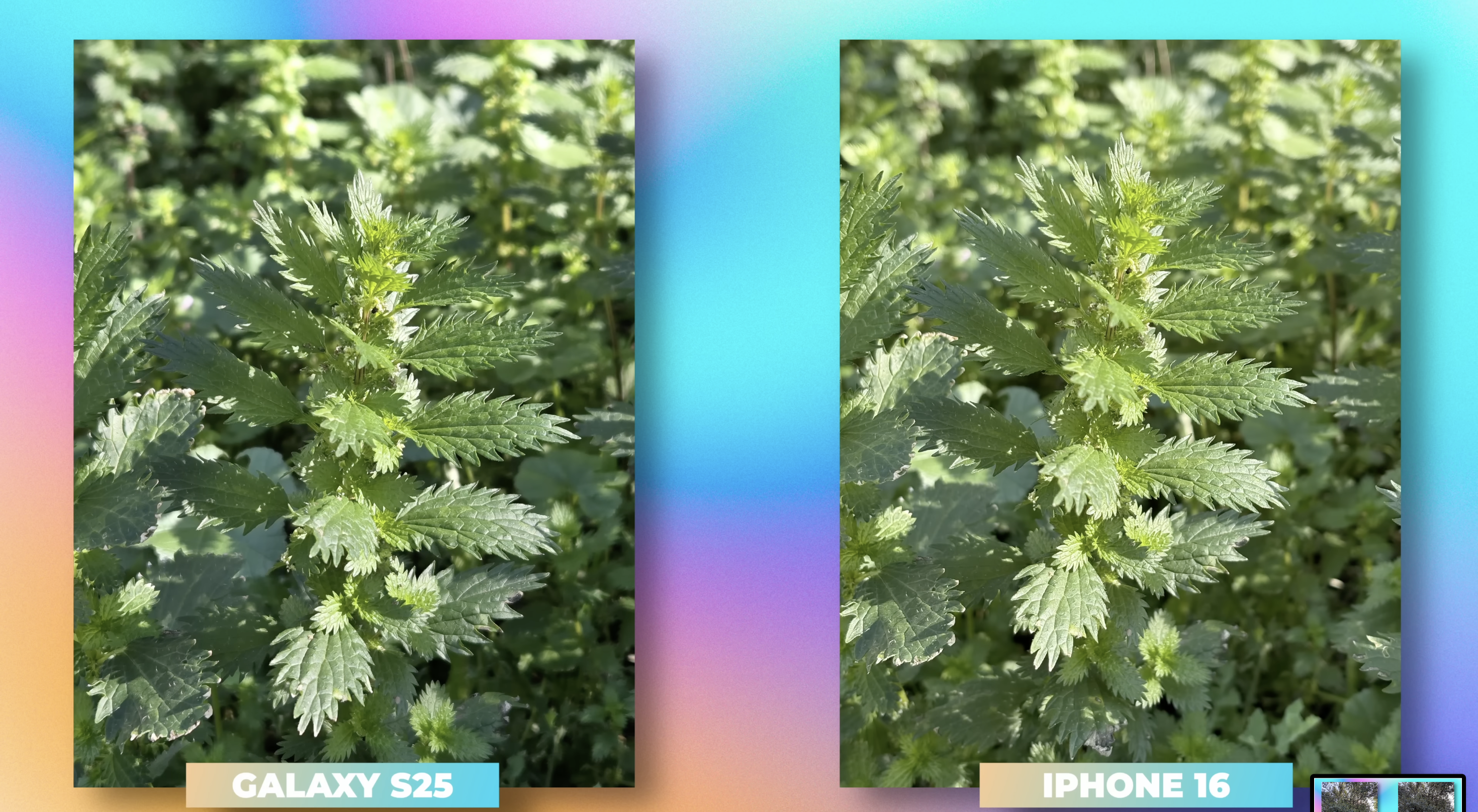 foto comparativa de dia de iphone y samsung