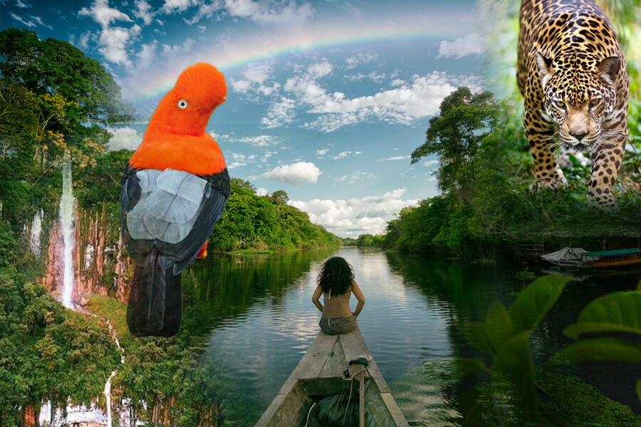 collage de elementos representativos de la selva peruana