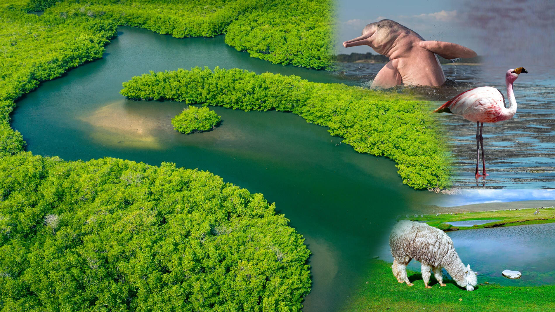 collage de rio con una vista de la biodiversidad de fauna cerca a los ríos en la costa, sierra y selva peruana